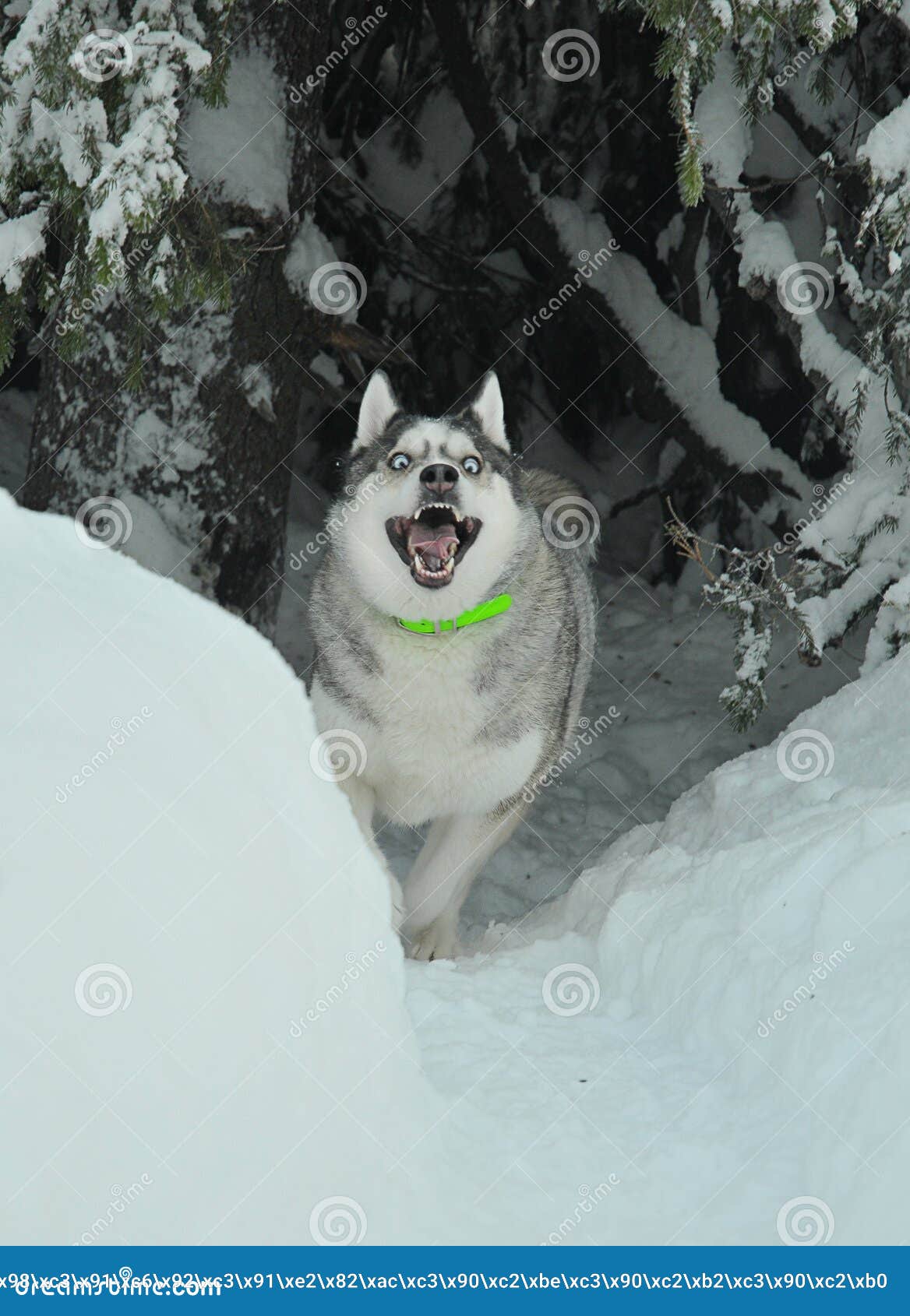 are people scared of huskies