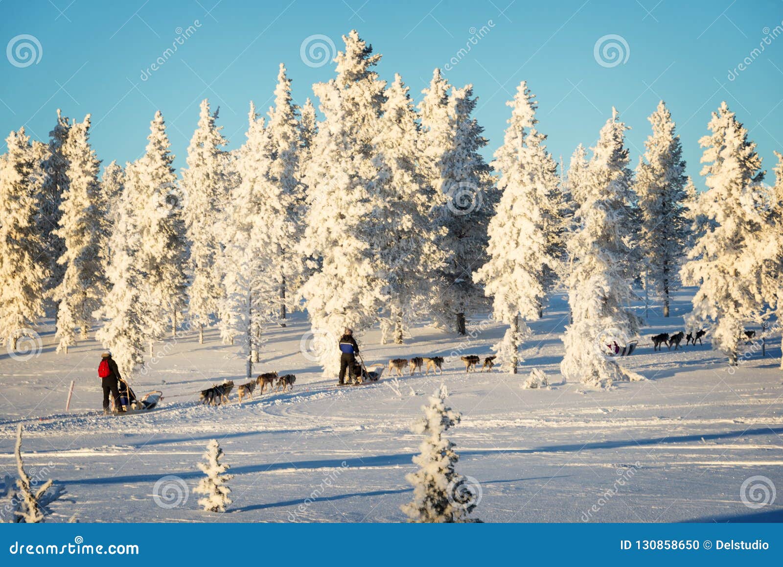 Husky Dog Sledding in Lapland Finland Stock Photo Image of nature