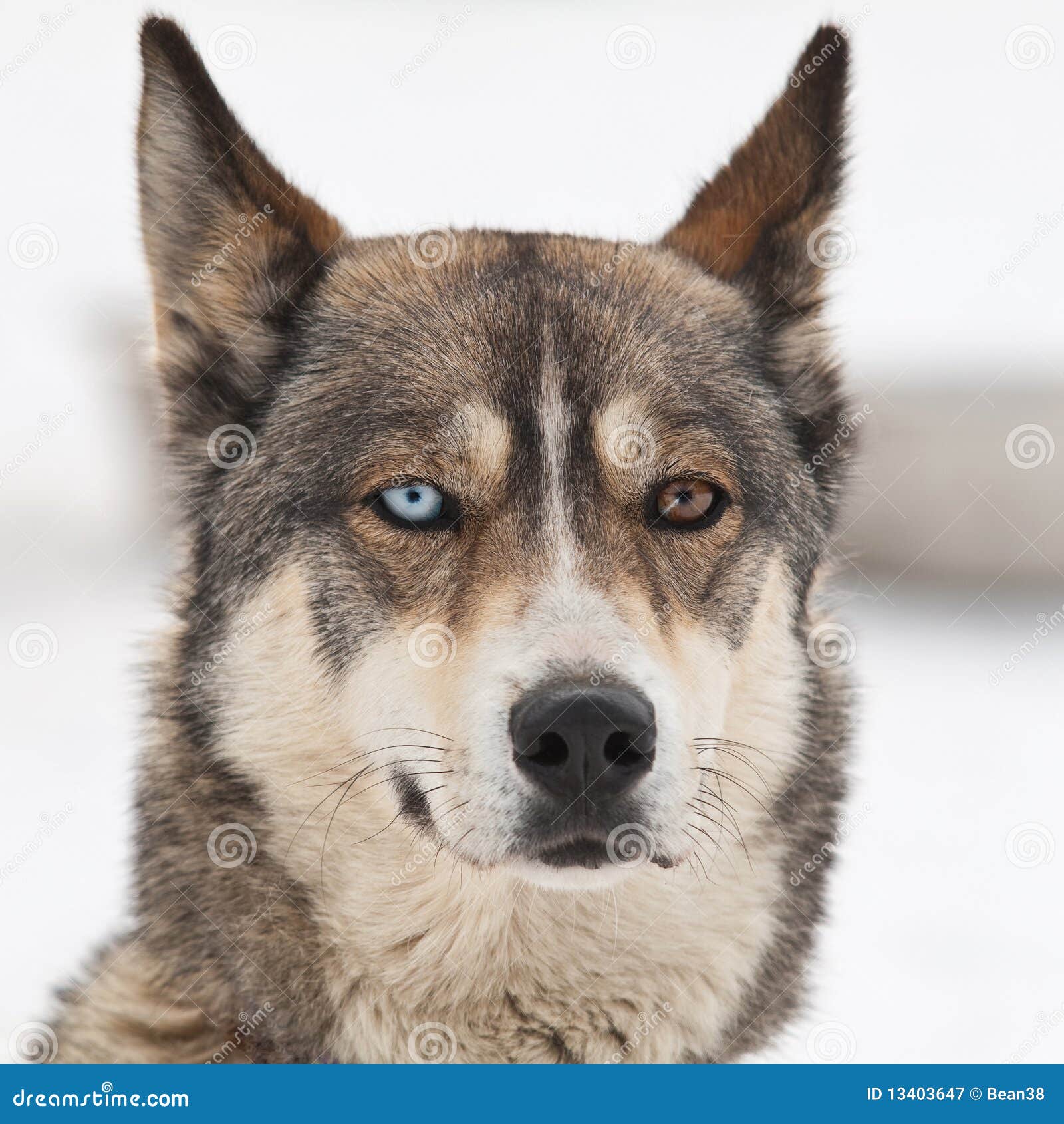 husky dog smile