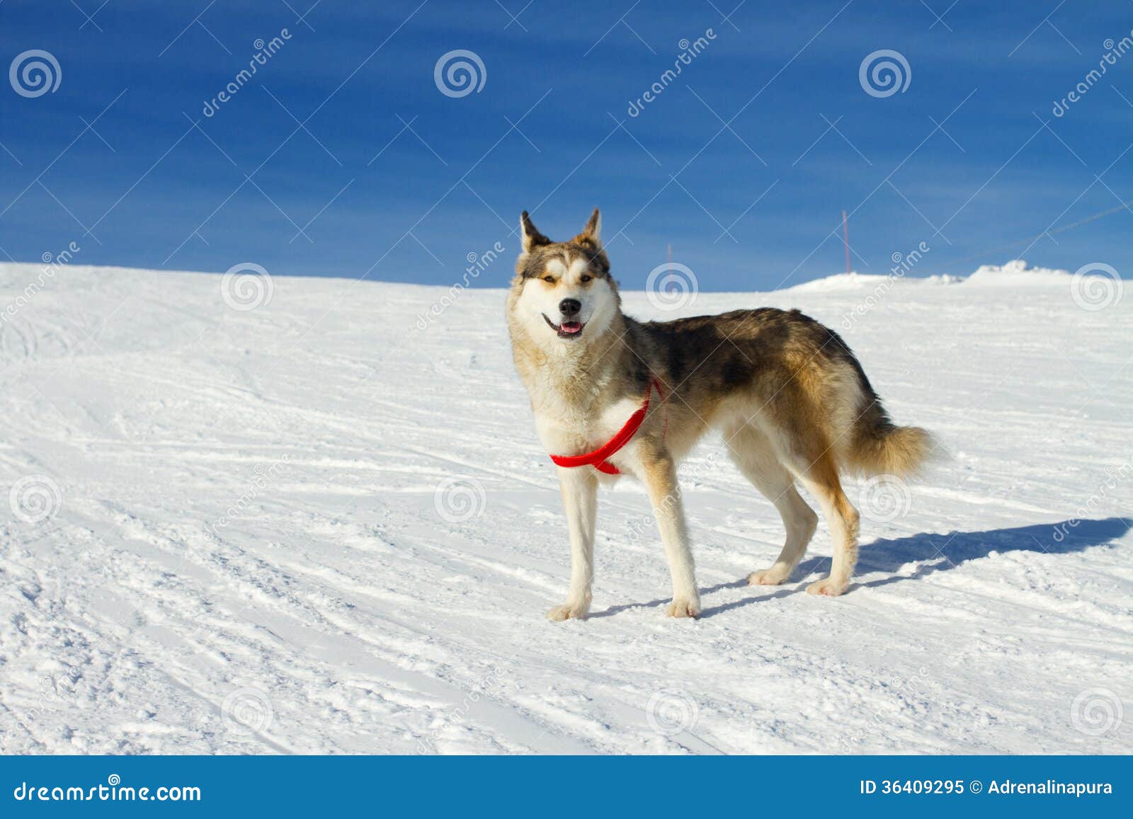 Husky dog in the snow stock image. Image of nature, sledding 36409295