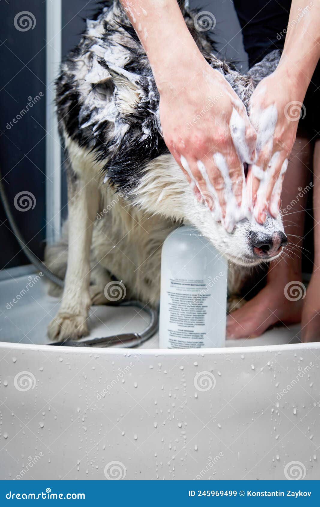 Husky Dog Wash, Dog Squints. Washes Head with Shampoo. Muzzle in Foam