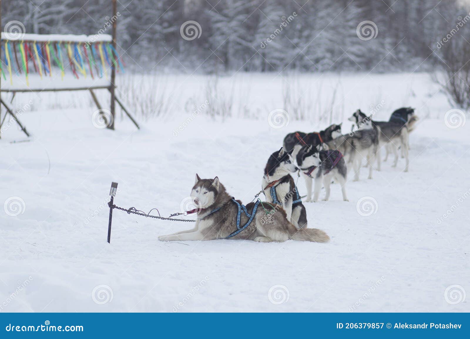 Husky Dogs on a Leash. Waiting for Sledding Stock Image Image of dogs