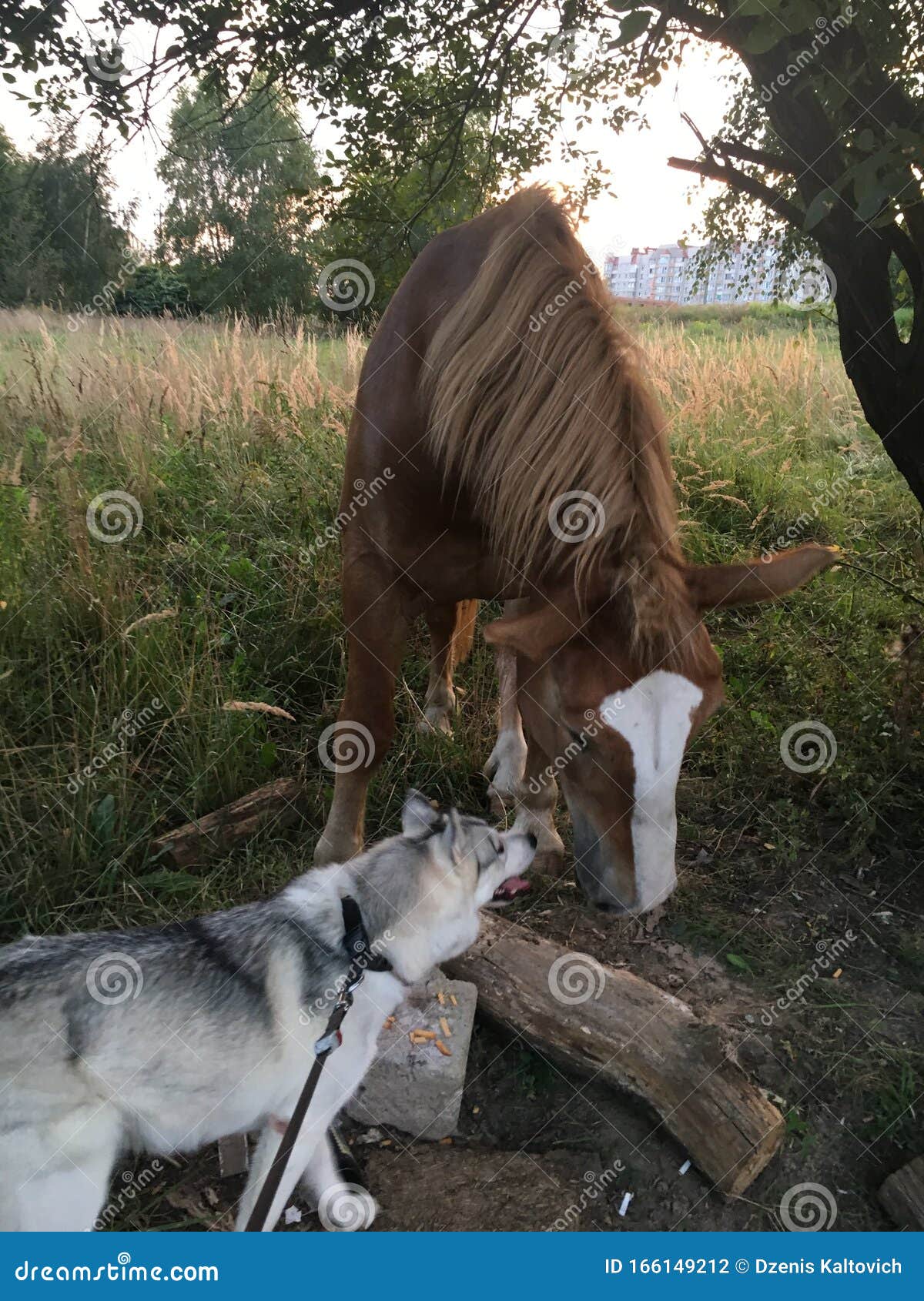 Husky and horse stock photo. Image of husky, happy, face 166149212