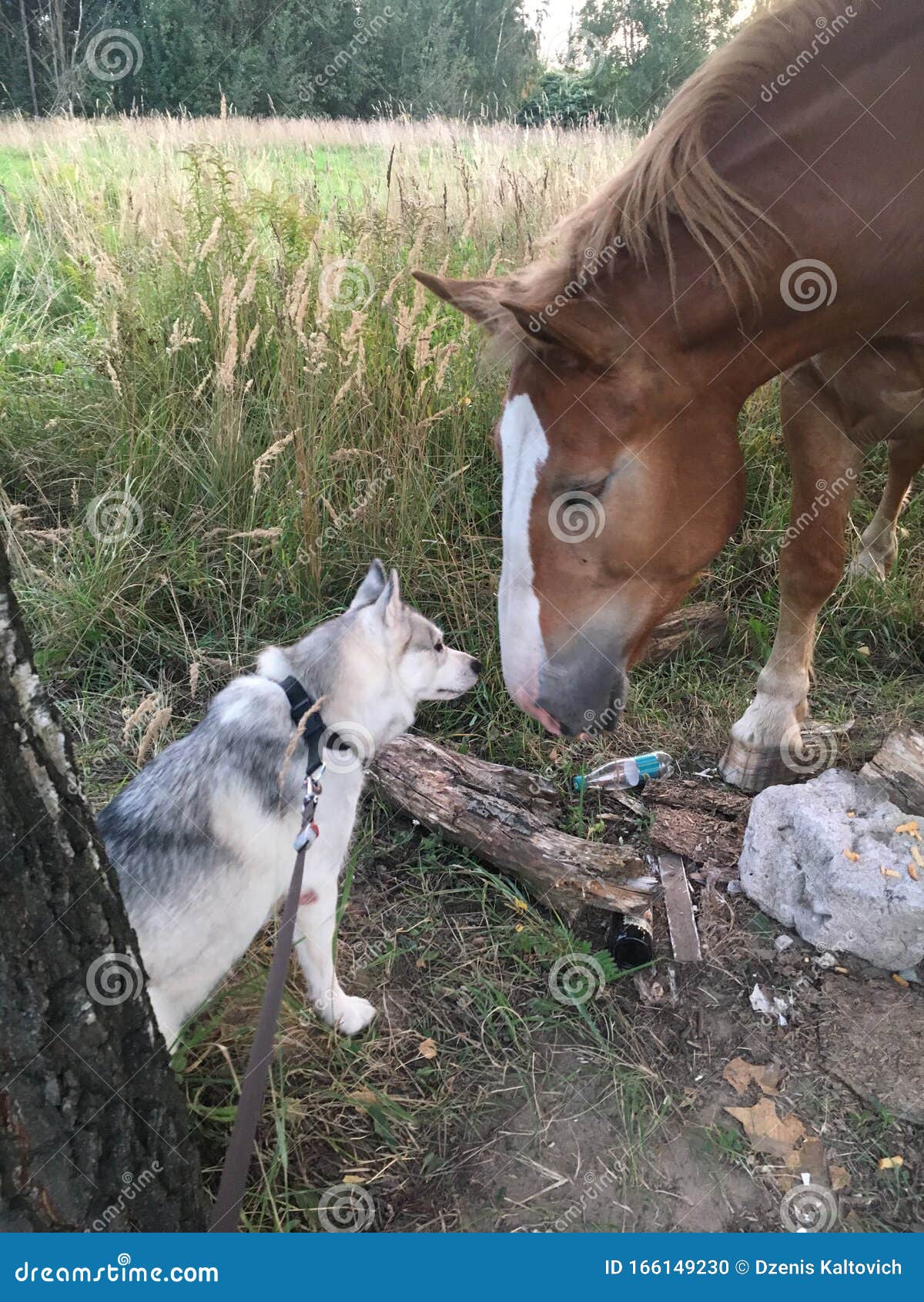 Husky and horse stock photo. Image of happy, favorite 166149230