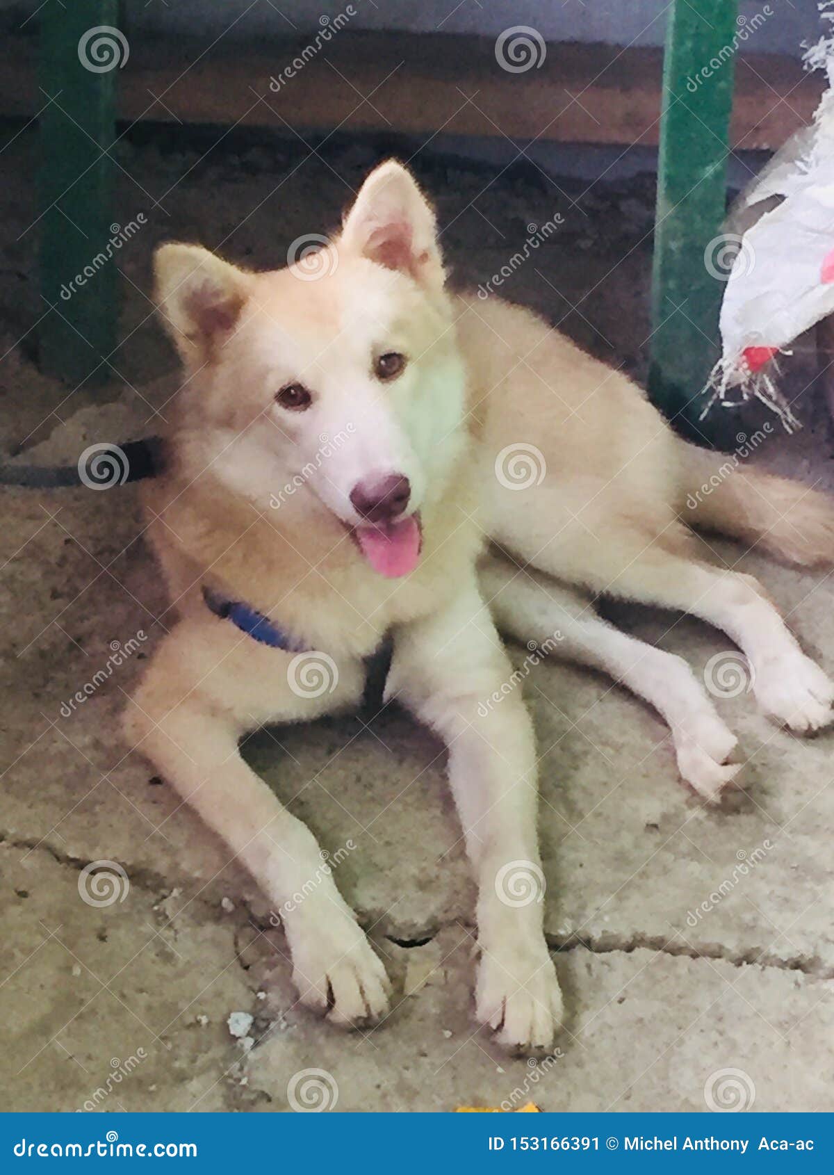 Husky Labrador Mix Breading Stock Image Image of breading, labrador