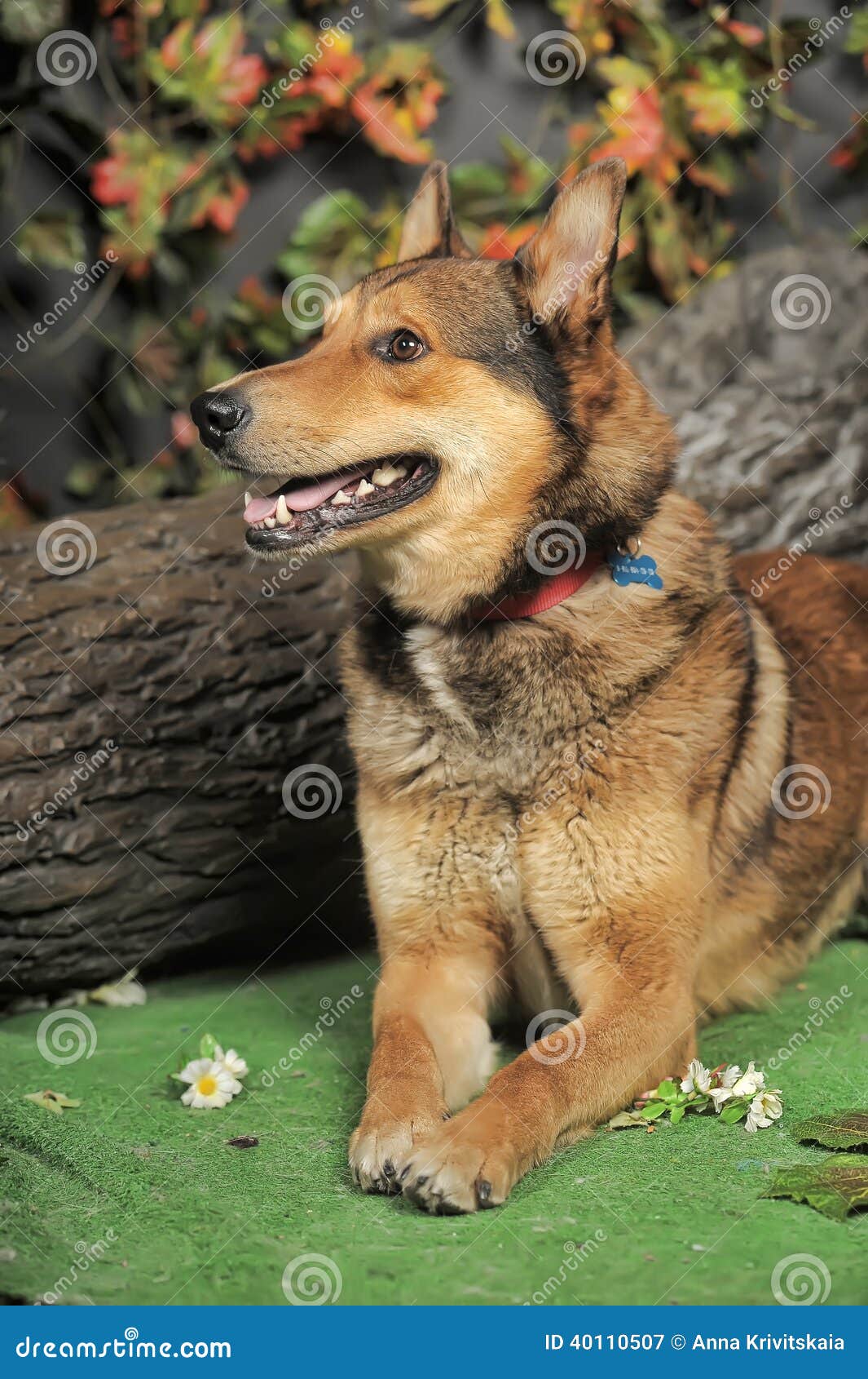 are german shepherds and huskies the same