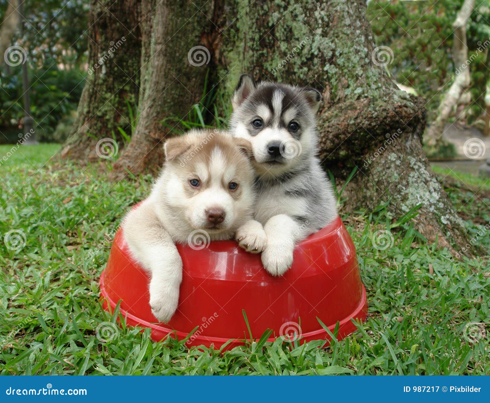 How Much Are Siberian Husky Puppies Worth