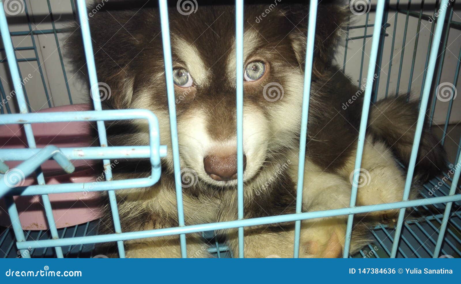 Husky puppy in the cage stock photo. Image of cute, young 147384636