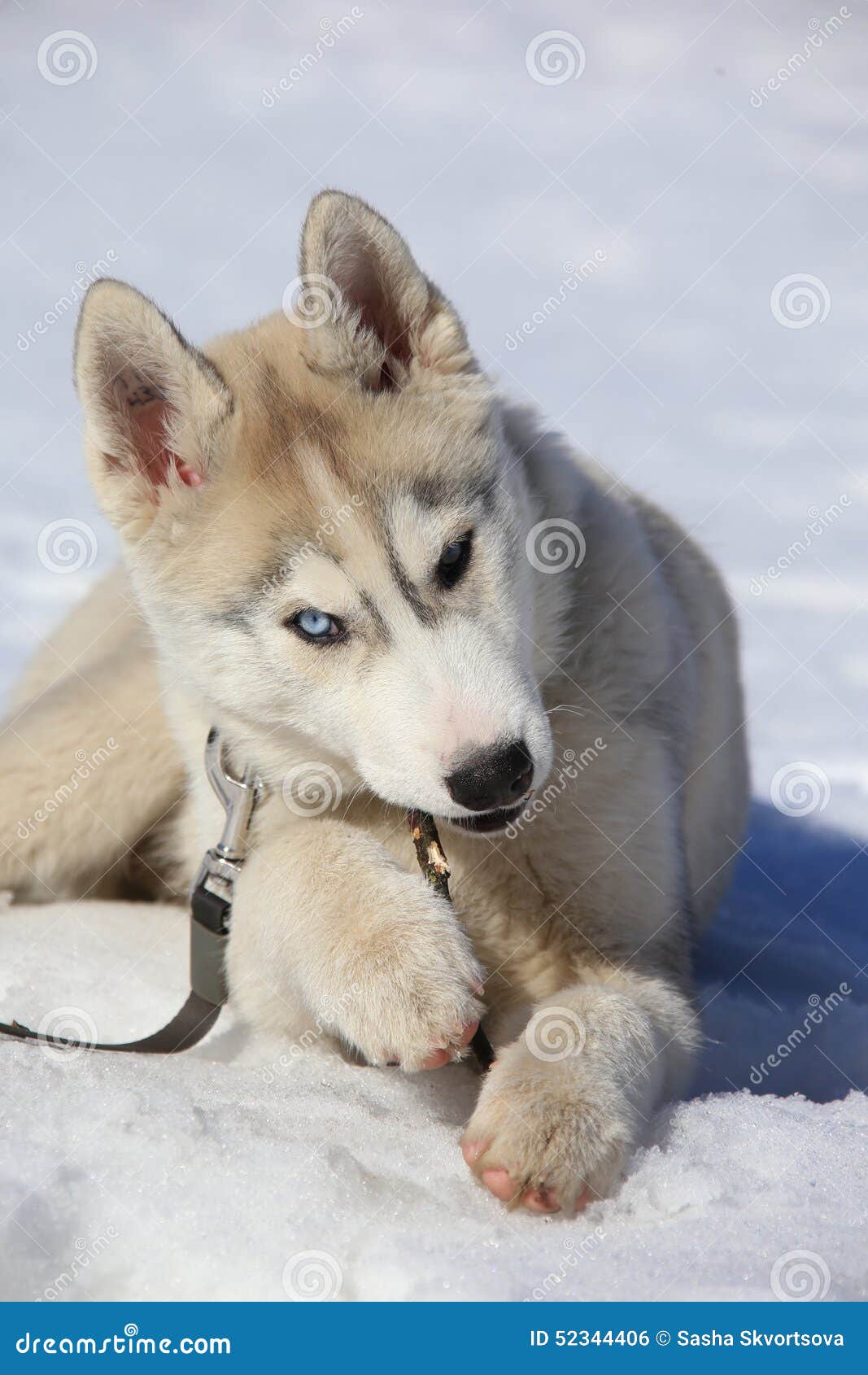 husky puppy chewing everything