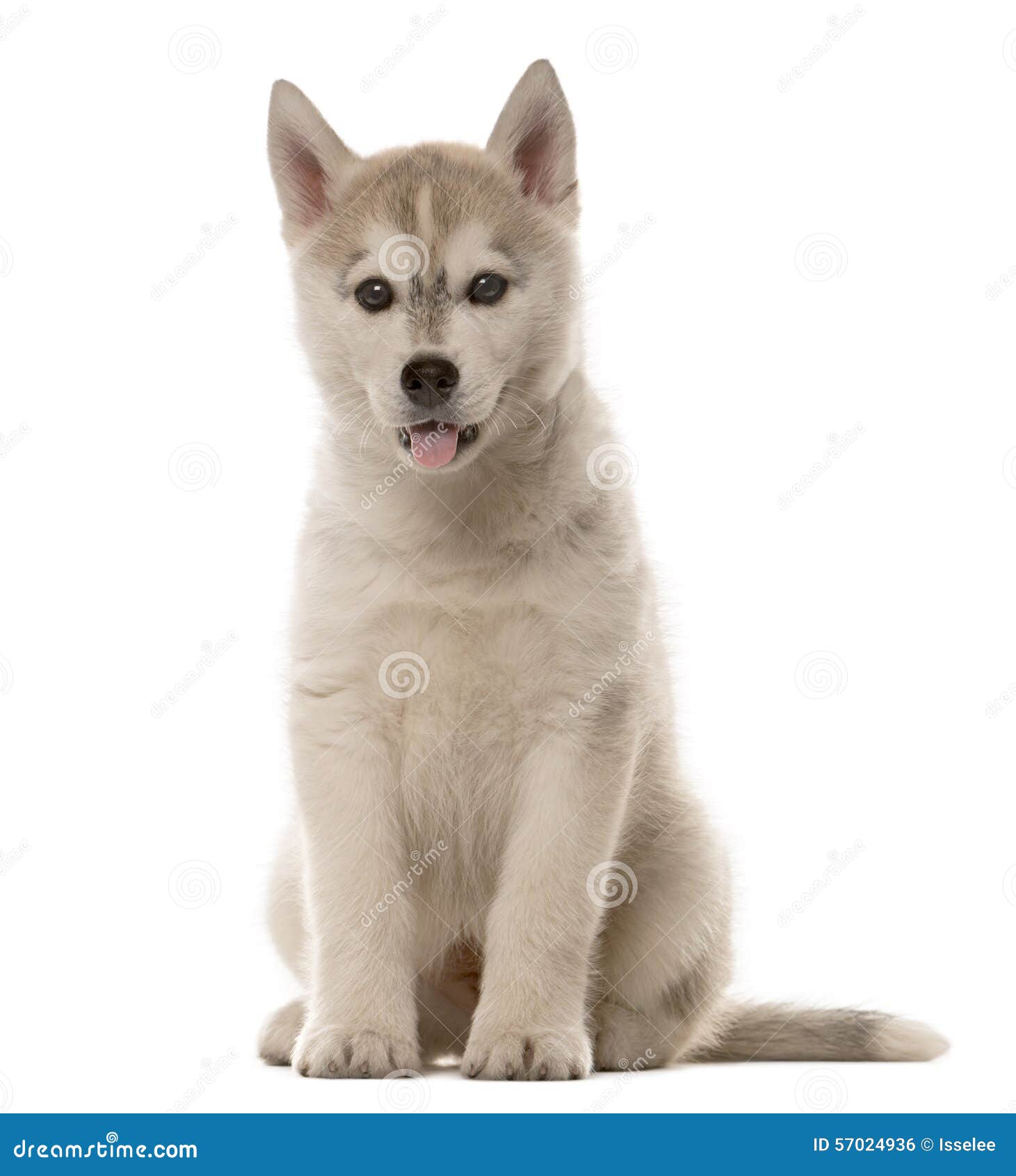 Husky Puppy Sitting Stock Photo Image 57024936