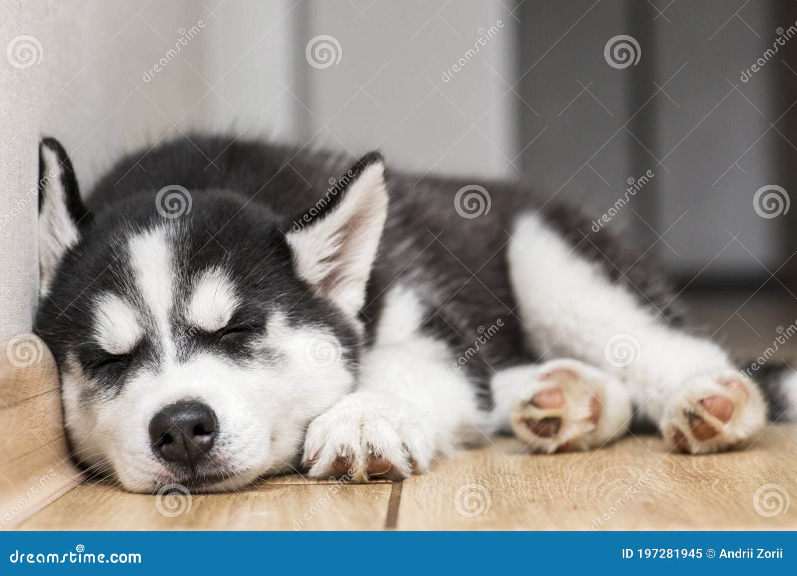 where should my husky puppy sleep