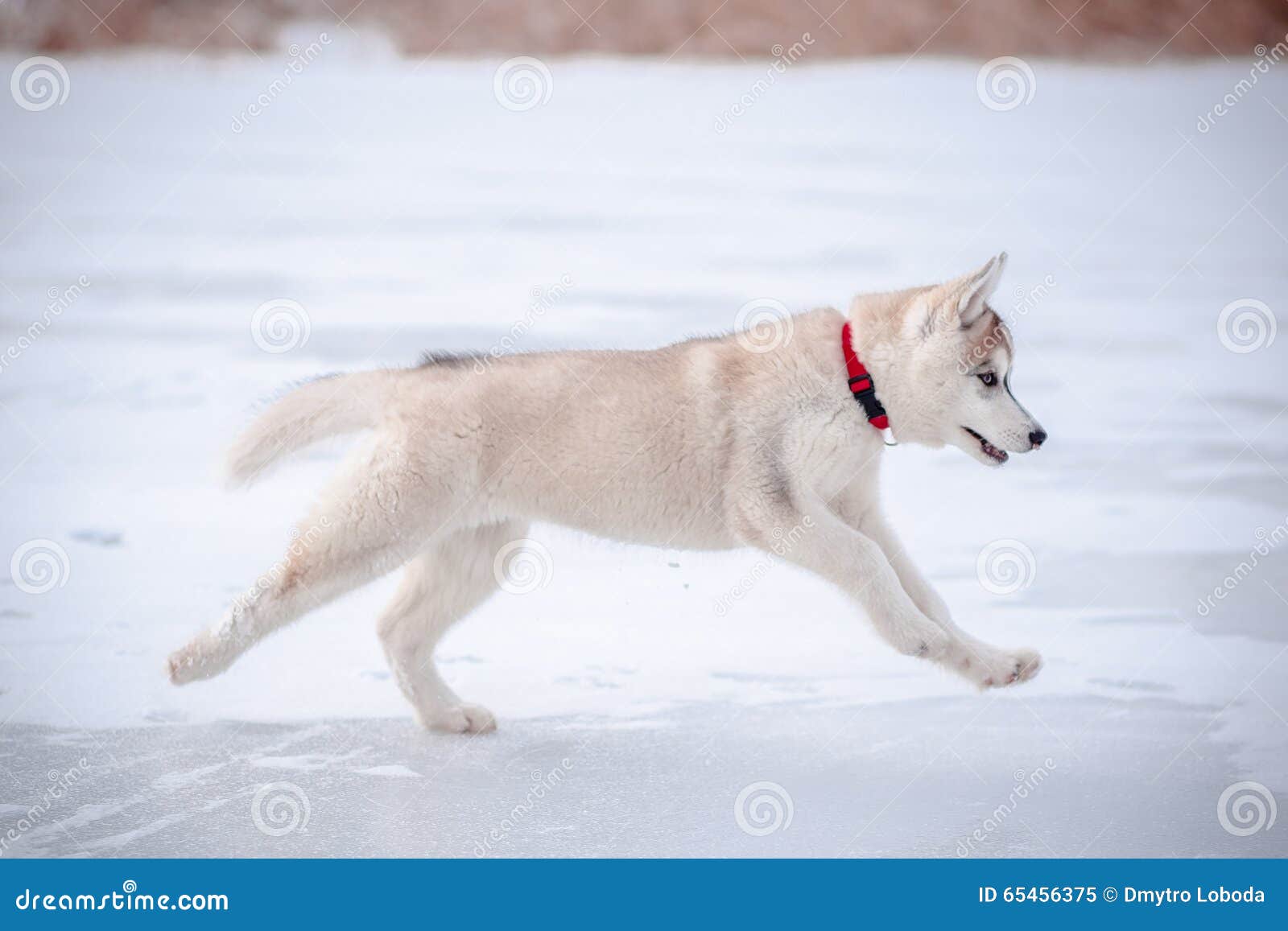 Husky puppy on the snow stock image. Image of eyes, outdoor - 65456375
