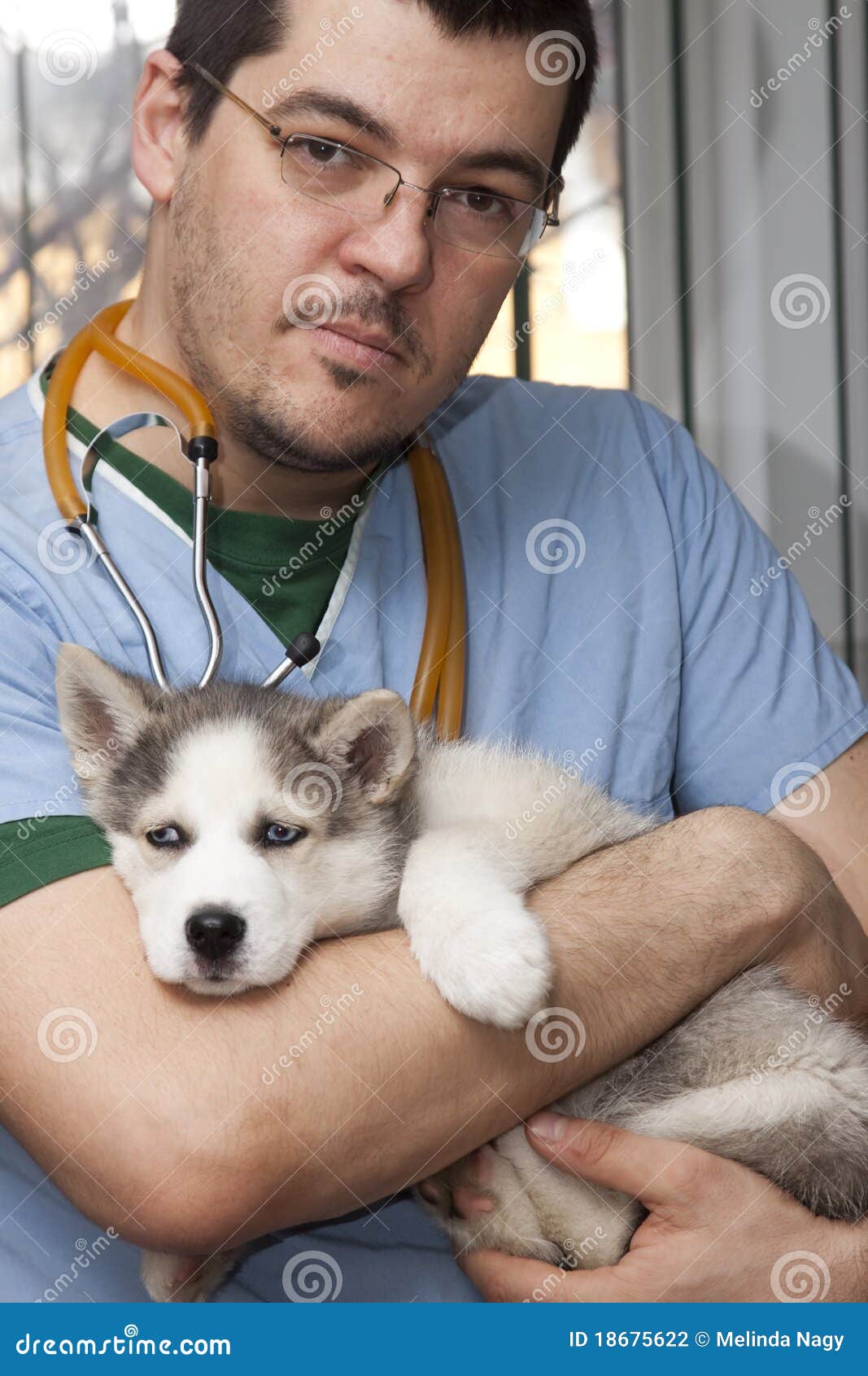 Husky puppy at vet stock photo. Image of medicine, carnivore 18675622