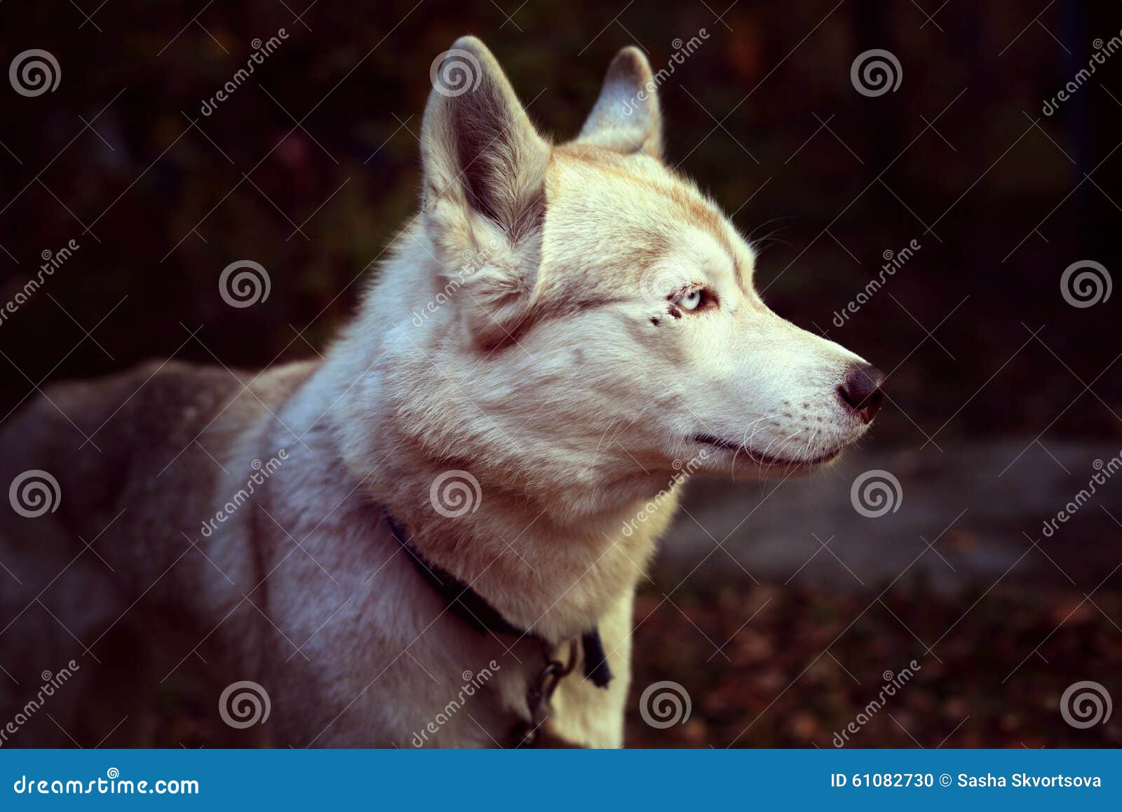 Husky Siberiano Amarillo Claro De La Raza Del Perro Foto de archivo ...