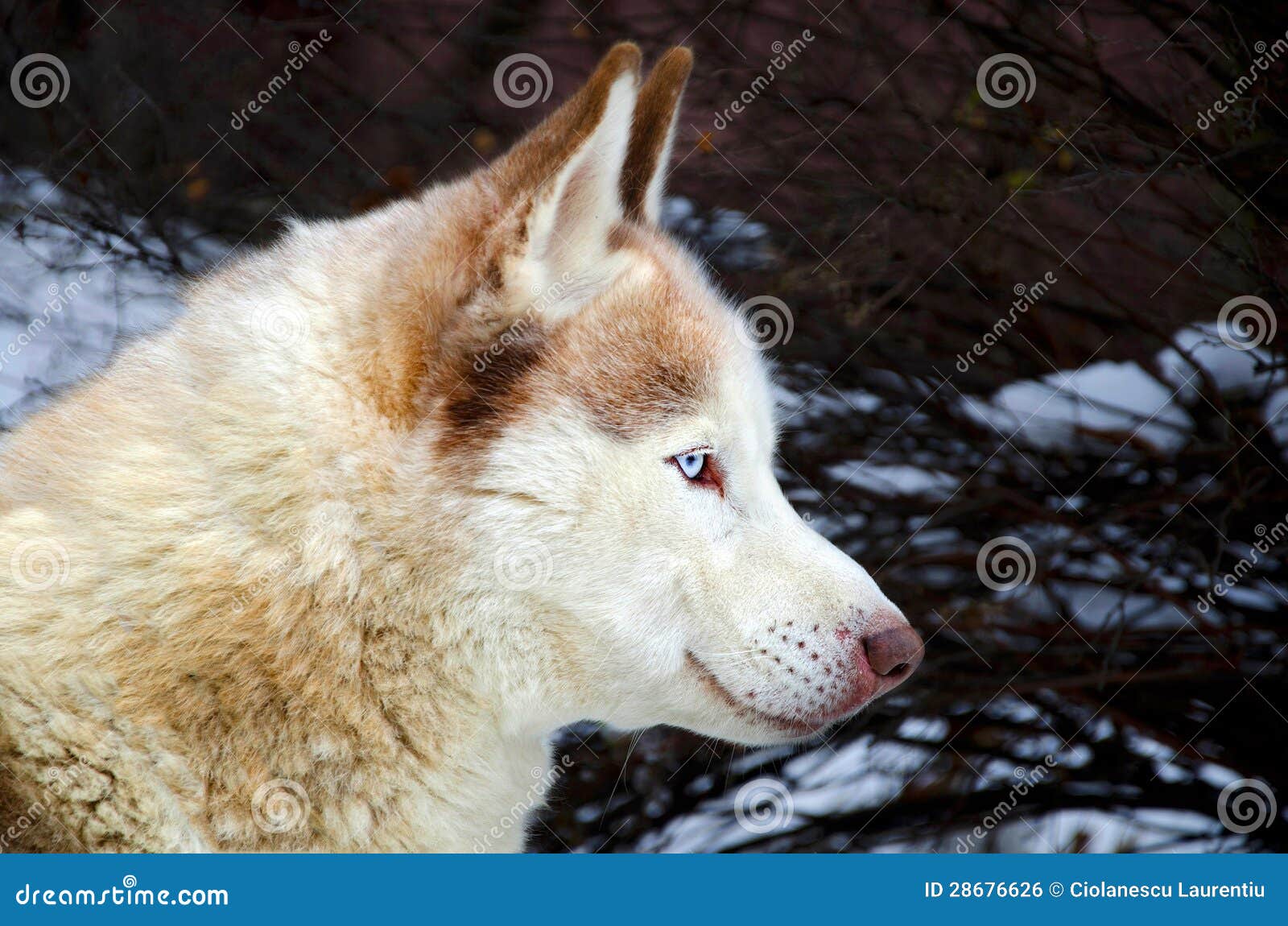 Husky Siberiano Con Los Ojos Azules Foto de archivo Imagen de raza