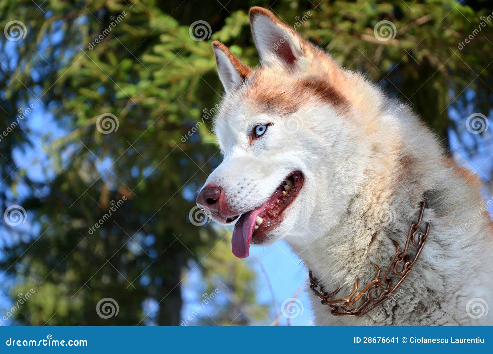 Husky Siberiano Con Los Ojos Azules Imagen de archivo Imagen de
