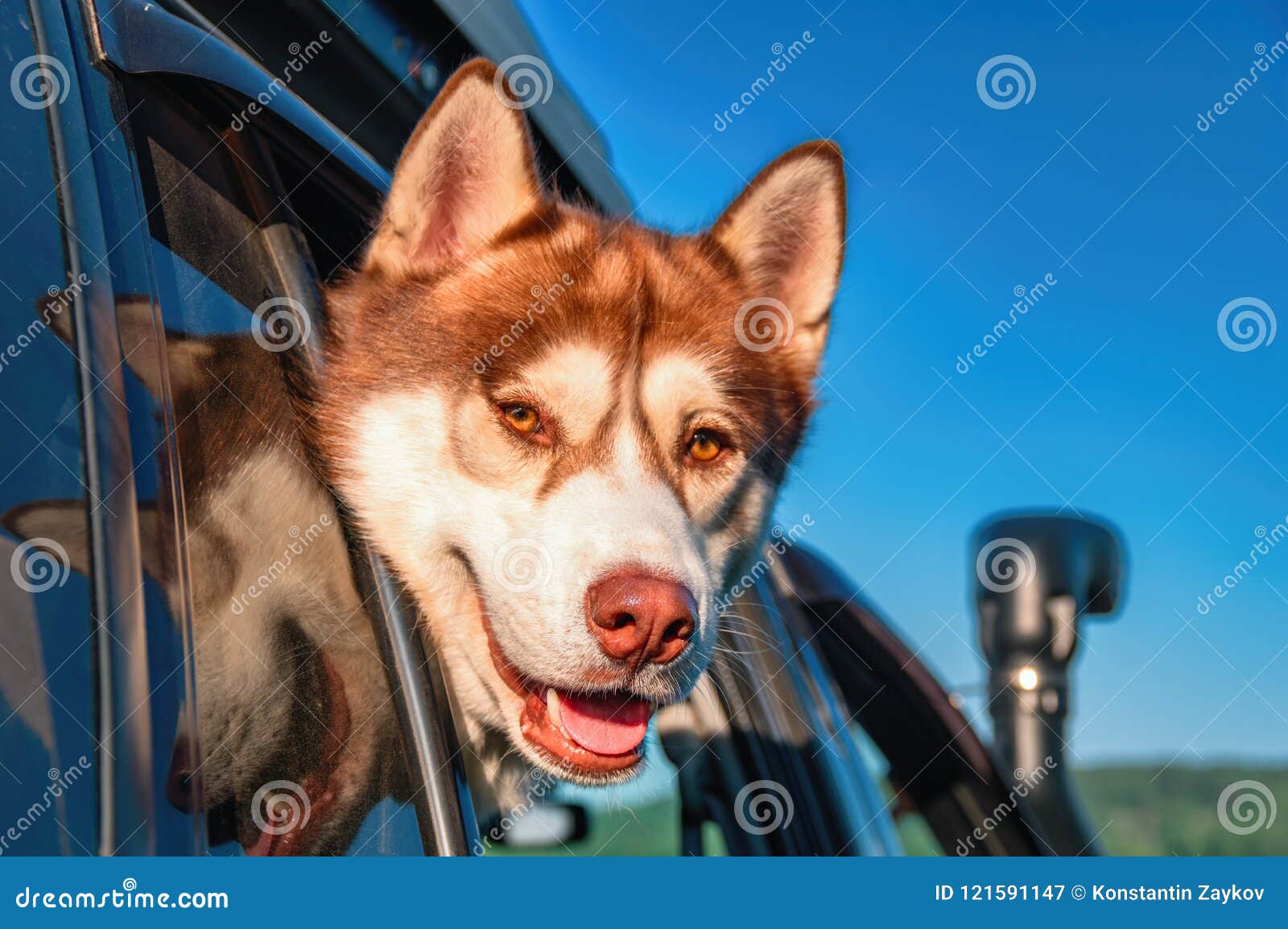 Perro Que Viaja En El Coche Rojo Foto de archivo - Imagen de feliz,  recuperador: 15632306