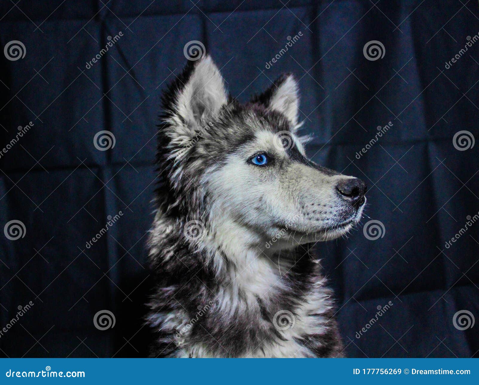 husky siberiano