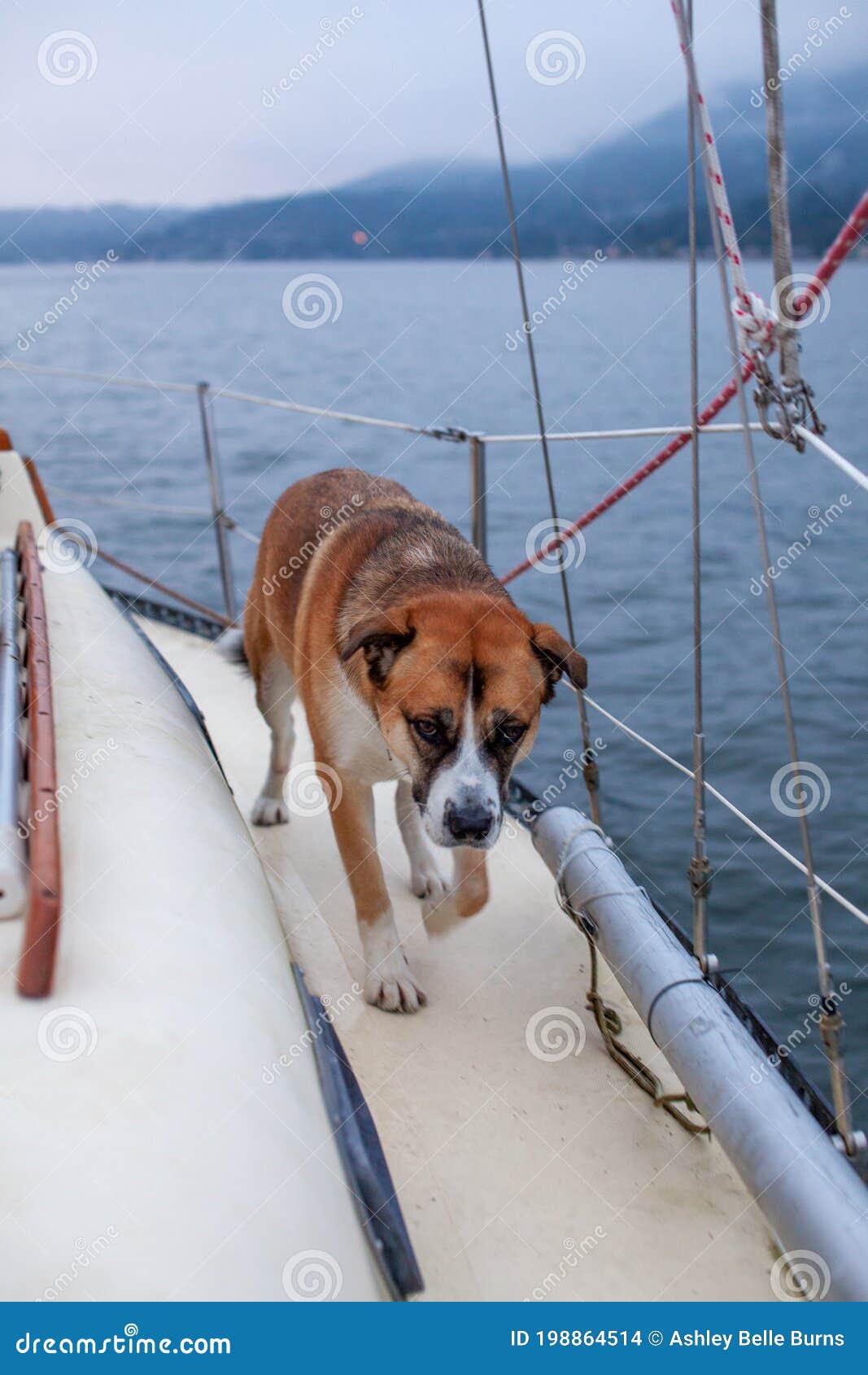 A Husky St Mix Dog Walks on the of a Sailboat Stock Photo - Image of sailing, transport: 198864514