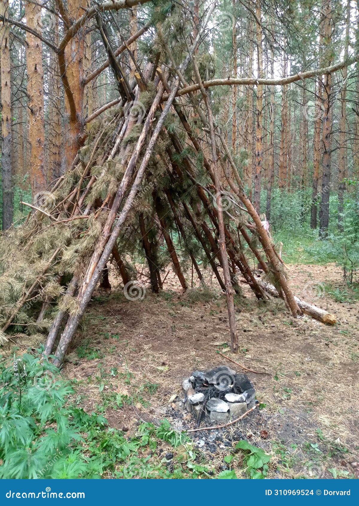 hut in a pine forest tourist stop