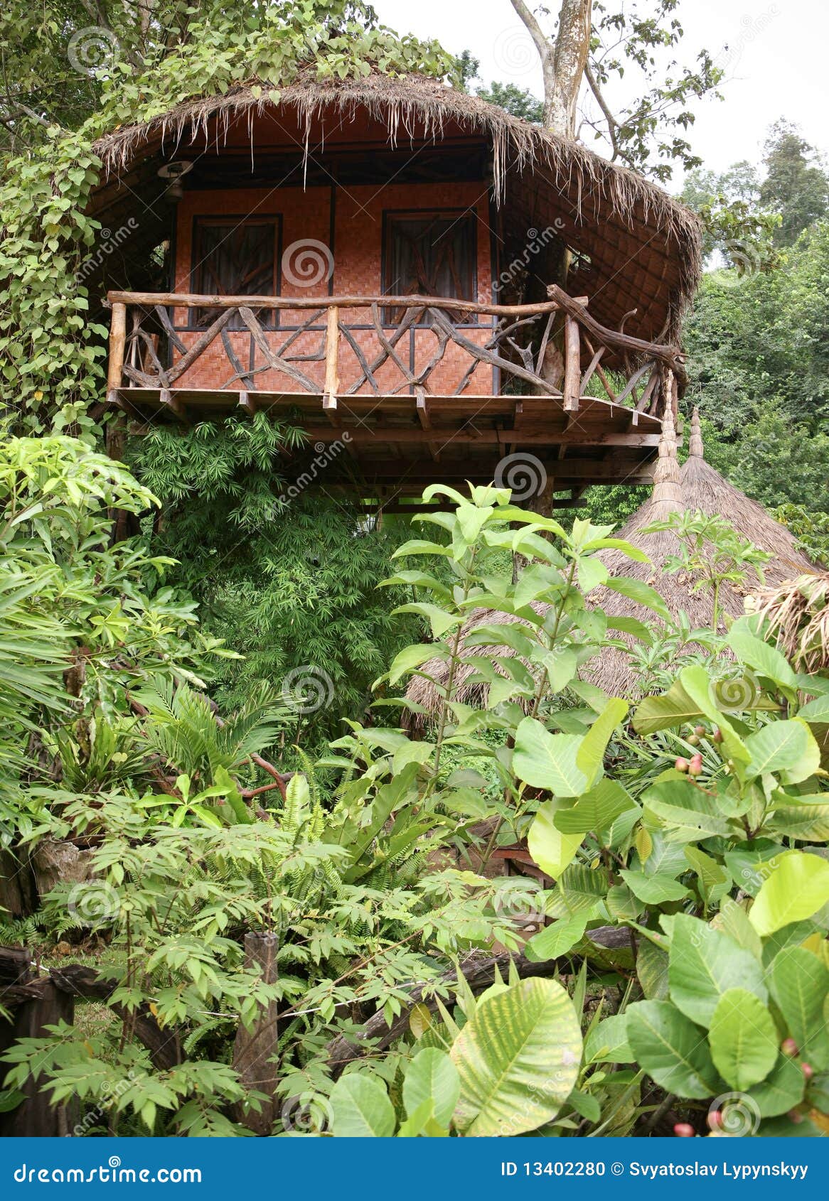 Hut in Top of Tree in Jungle Stock Photo Image of natural, path 13402280