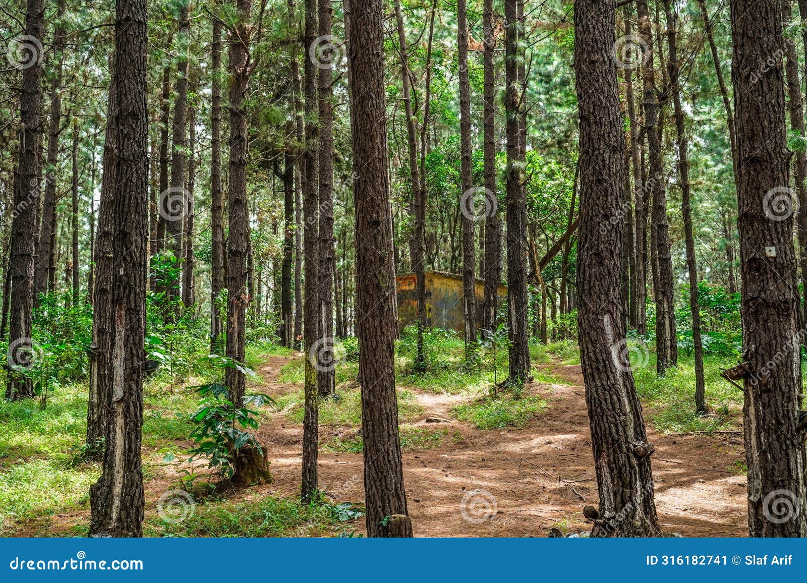 view of the rubber forest