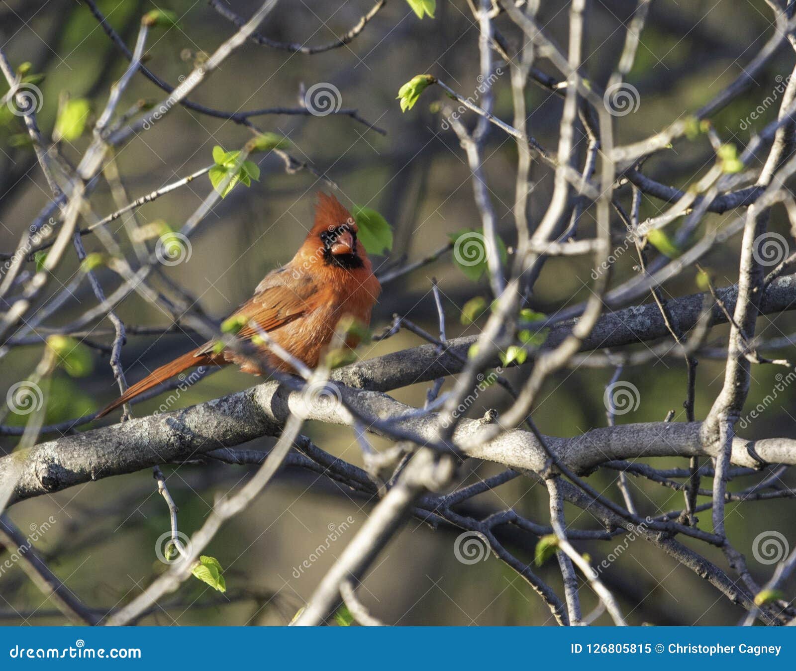 Huvudsaklig manlig fotografering för bildbyråer. Bild av fotografi