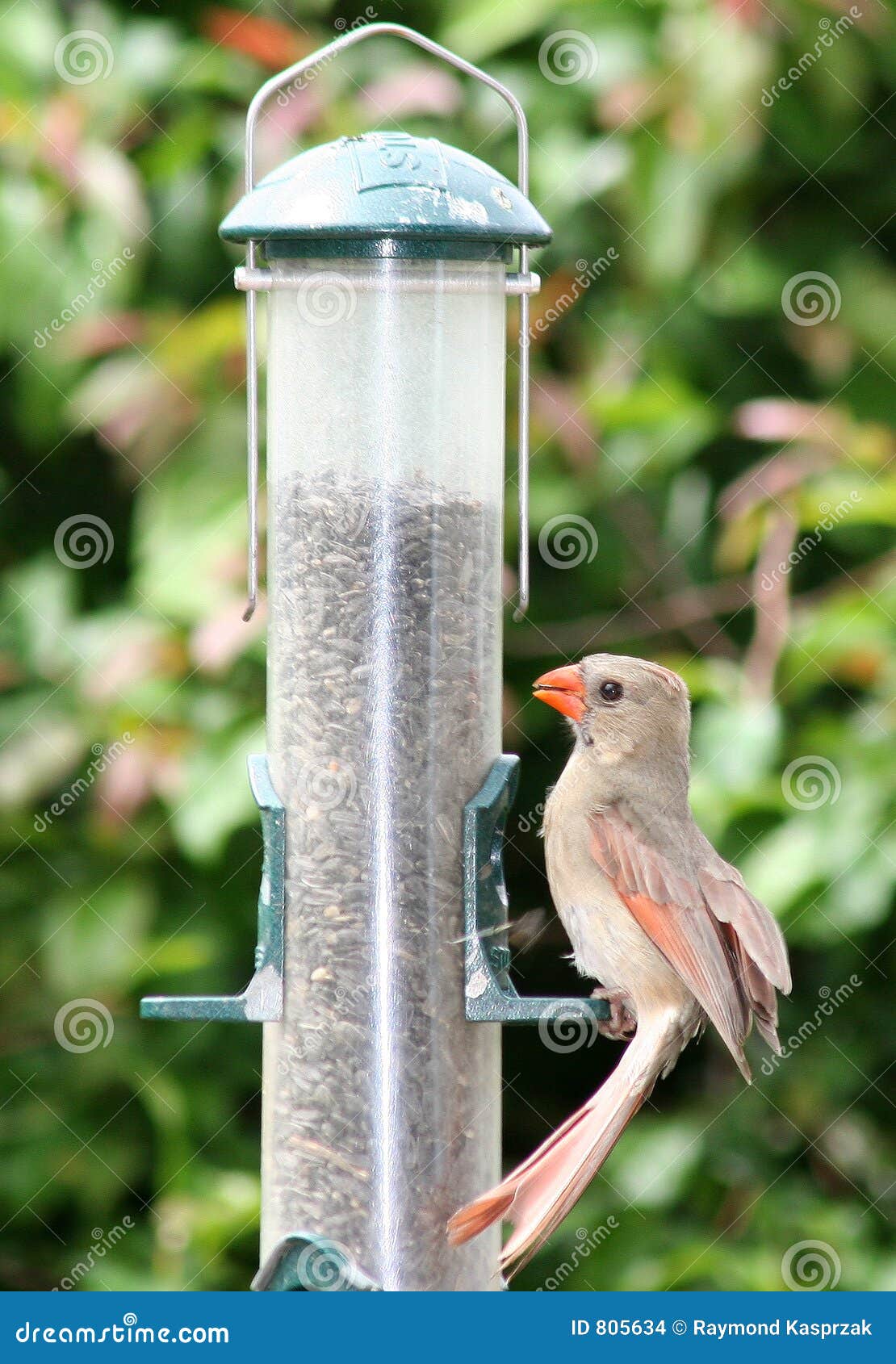 Huvudsaklig Matande Kvinnlig Arkivfoto Bild av kvinnlig, färgrikt 805634