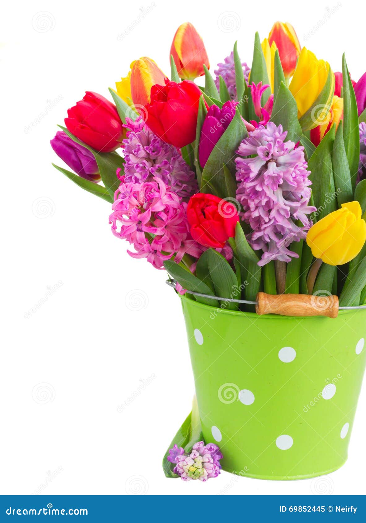 Hyacinten en tulpen. De roze en violette hyacinten met tulpen in pot sluiten omhoog geïsoleerd op witte achtergrond