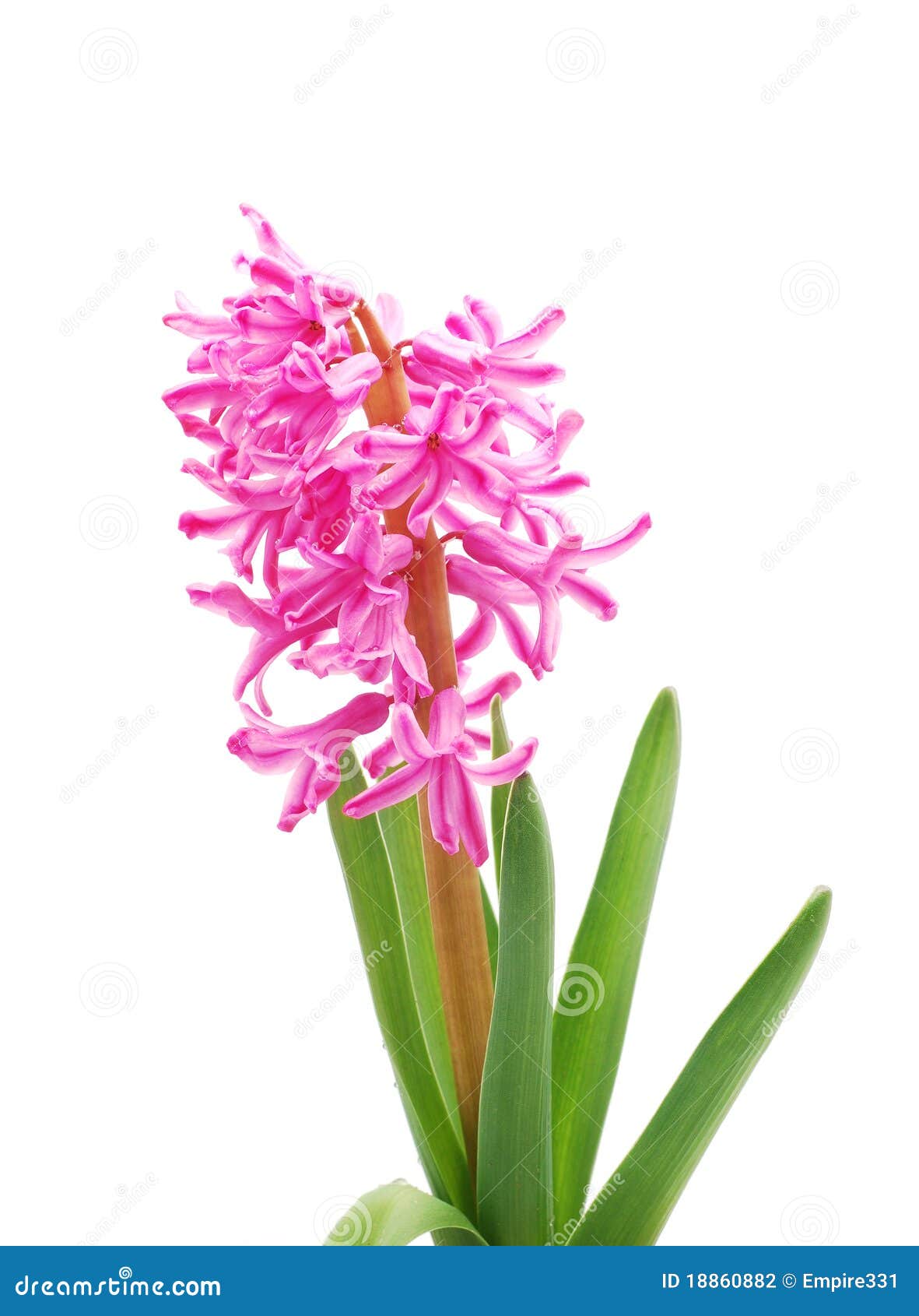 Hyacinth stock photo. Image of green, flowers, floral 18860882