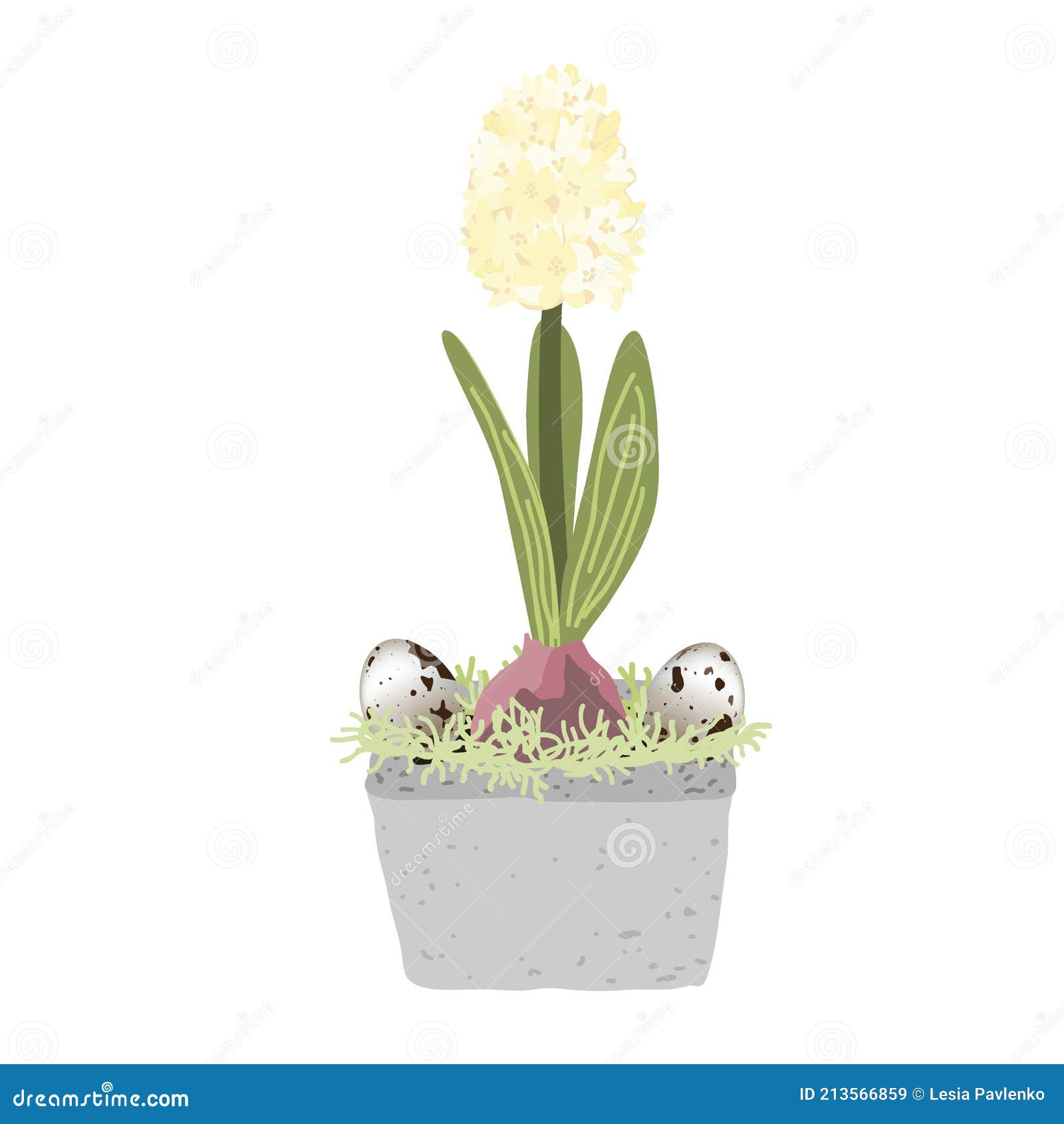 Hyacinth Azul No Vaso Isolado Em Fundo Branco Decorado Com Ovos De Codorniz  E Musgo. Vetor De Flor De Primavera Ilustração do Vetor - Ilustração de  flora, presente: 213566859