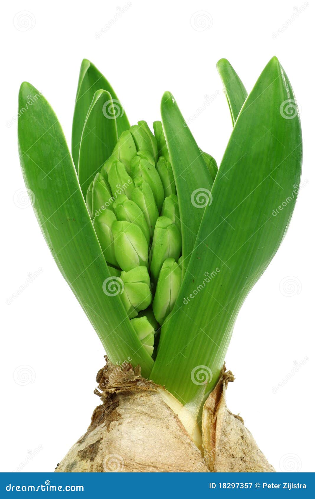 Hyacinth bud and bulb stock image. Image of organic, buds 18297357