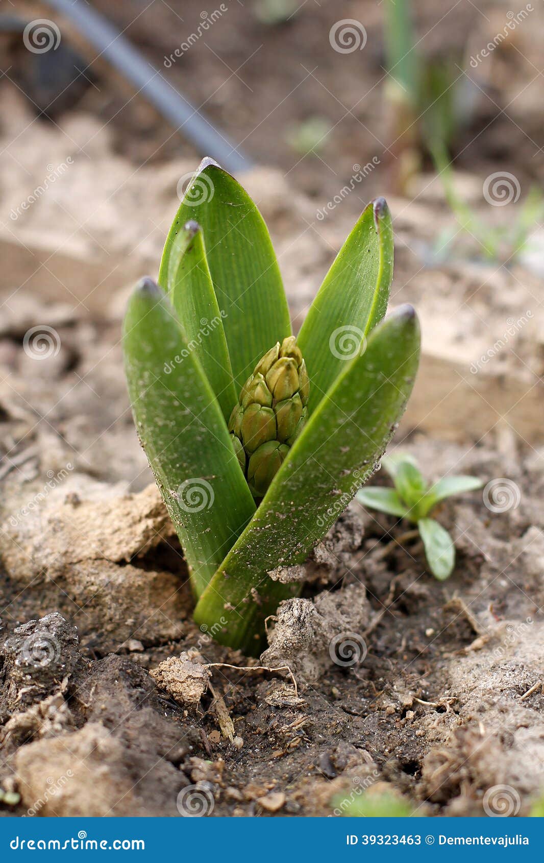 Hyacinth bulb stock image. Image of green, beauty, bloom 39323463
