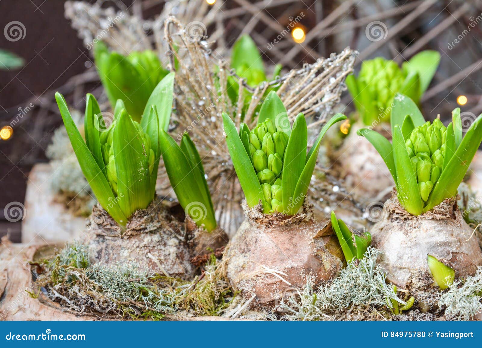 Hyacinth bulbs stock photo. Image of flower, garden, gardening 84975780