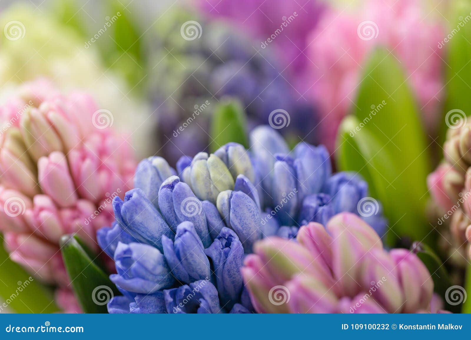 Hyacinth Closeup Flower Shop Concept Mixed Color Fresh Spring