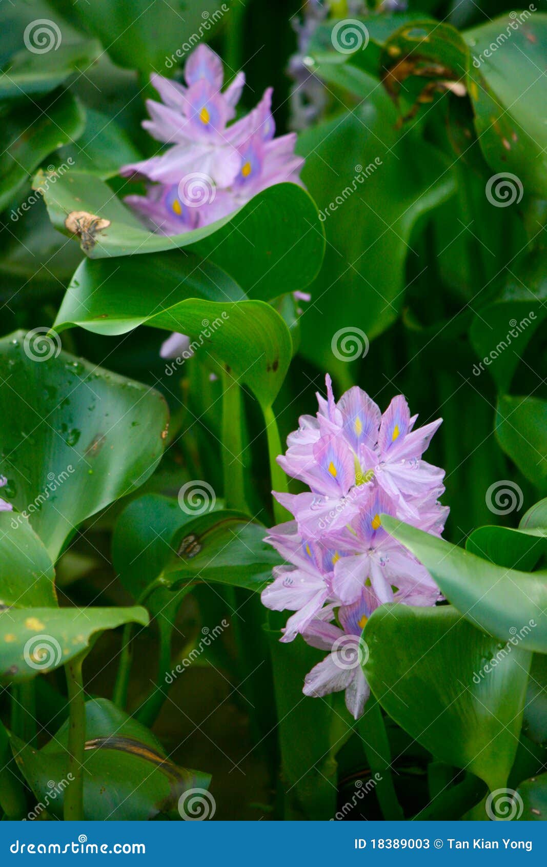Hyacinth De água Com Flores Roxas Imagem de Stock Imagem de azul