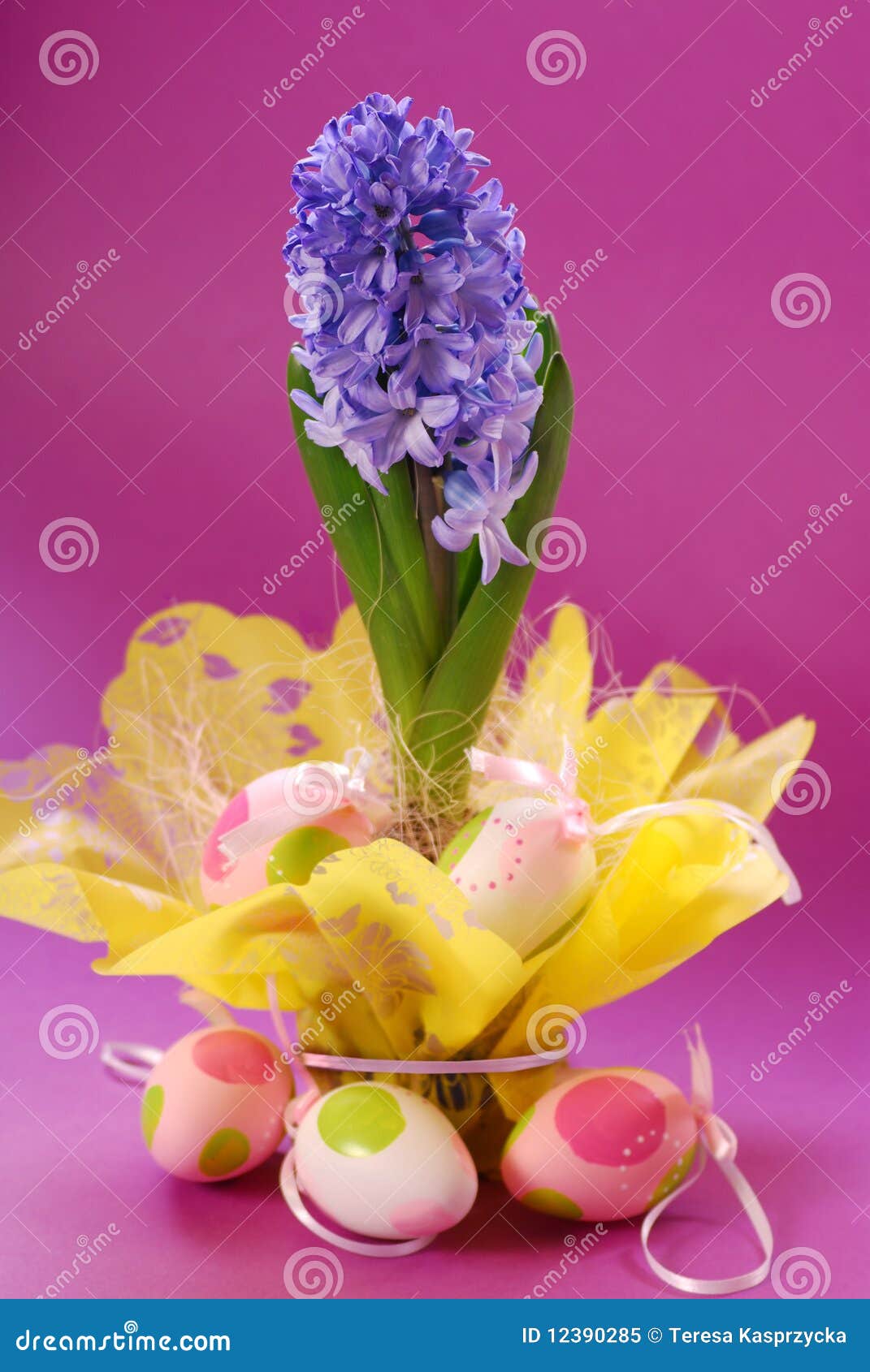 Hyacinth for easter stock image. Image of hiacynt, spring 12390285