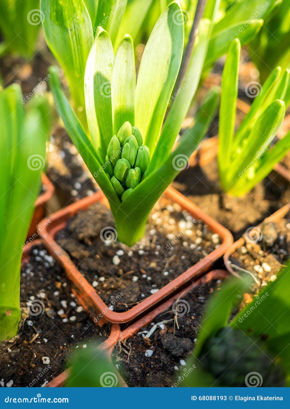 Hyacinth Flower with Bulbs in Pot Stock Image Image of bulb, decor