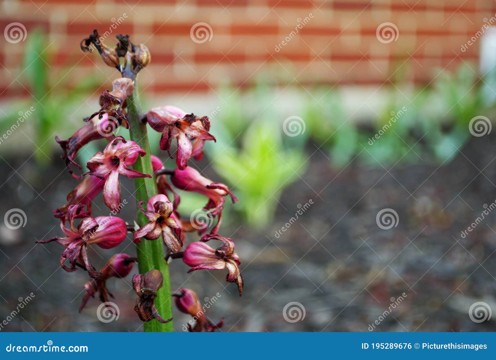 Hyacinth Flower Dying and Rotting in the Fall Stock Photo Image of