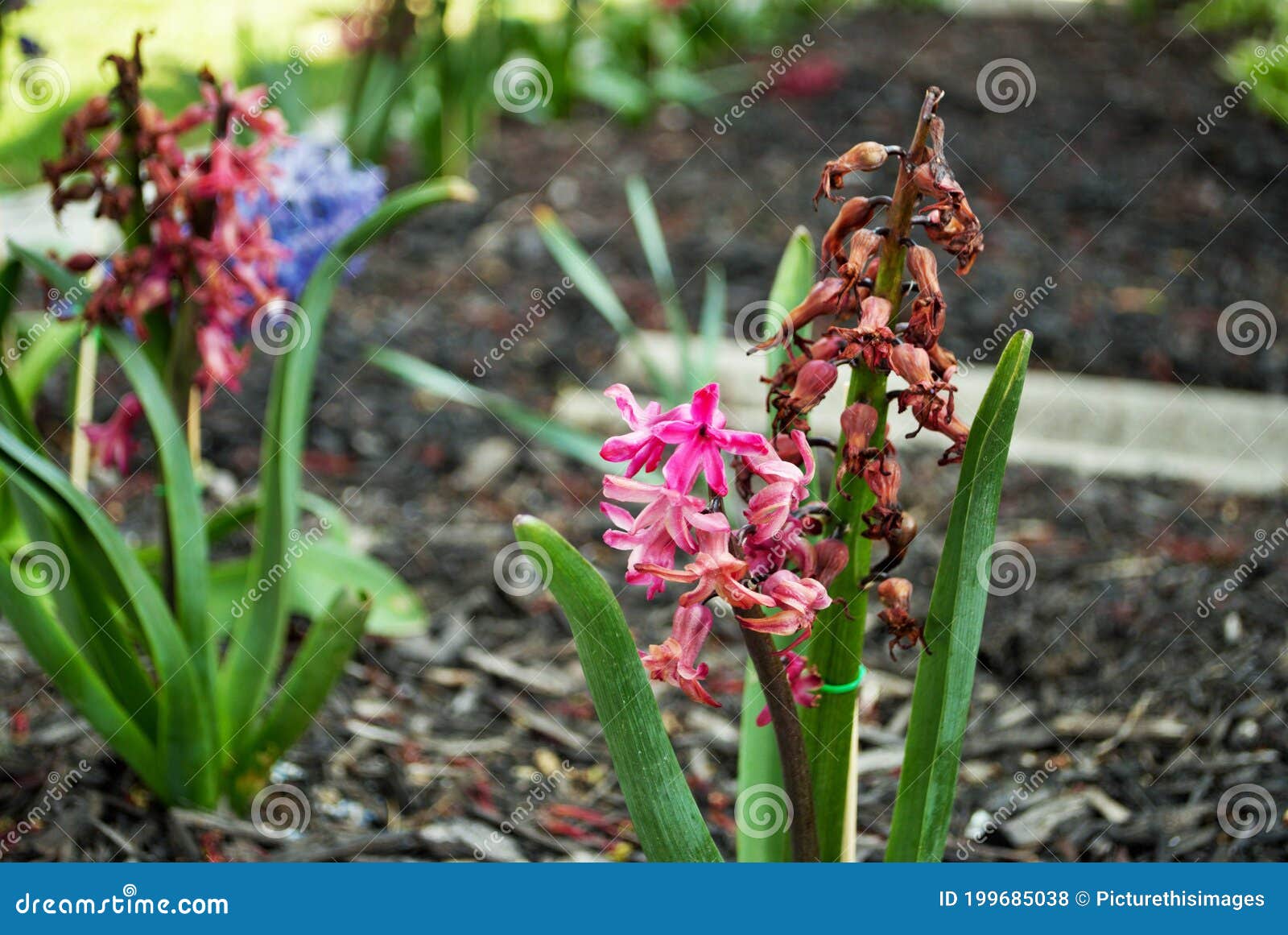 Hyacinth Flower Dying and Rotting in the Fall Stock Photo Image of