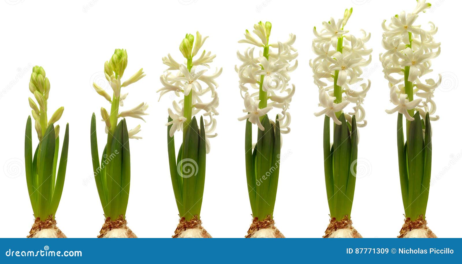 Hyacinth Flower Series immagine stock. Immagine di isolato - 87771309