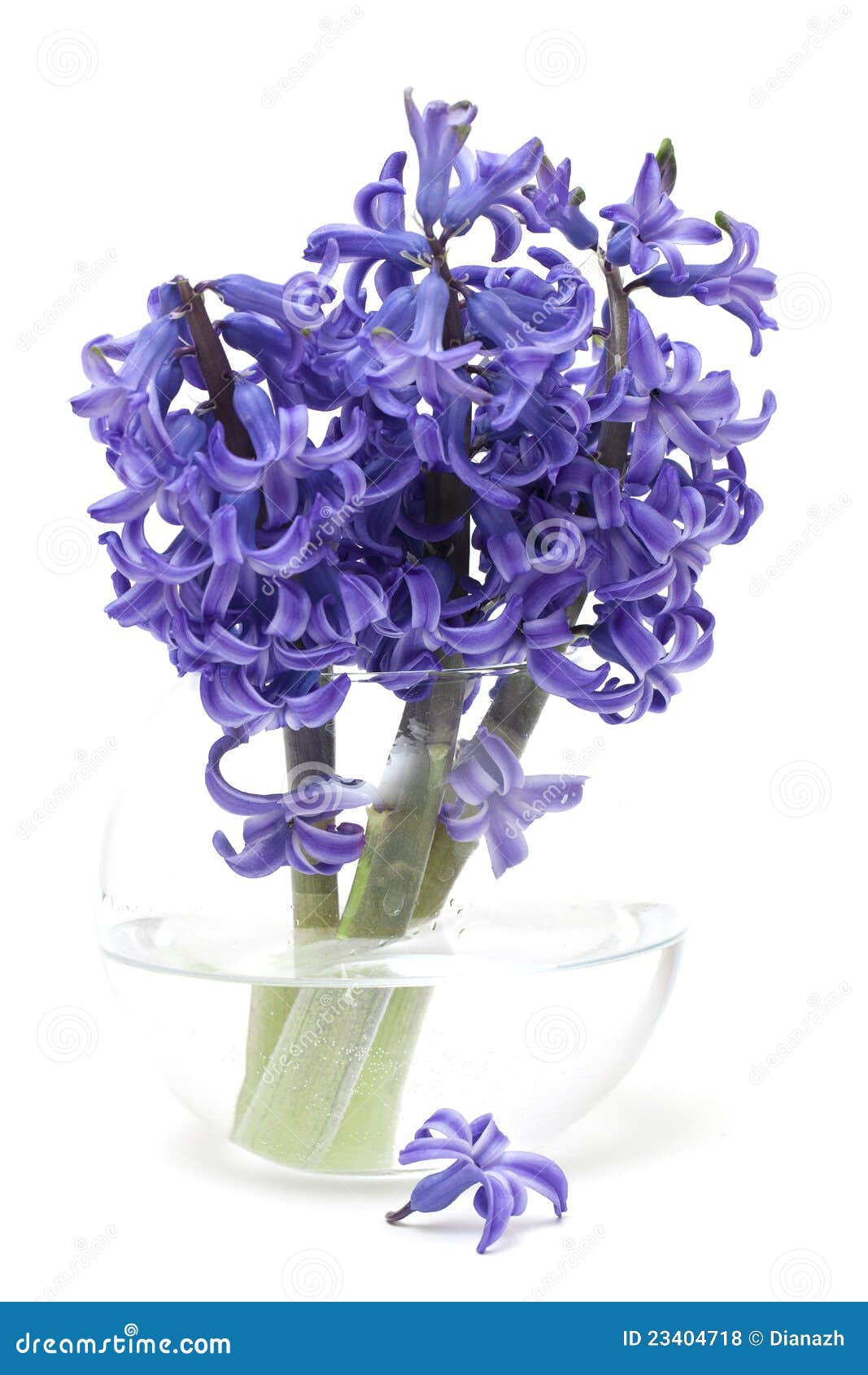 Hyacinth flowers in vase stock photo. Image of hyacinth 23404718