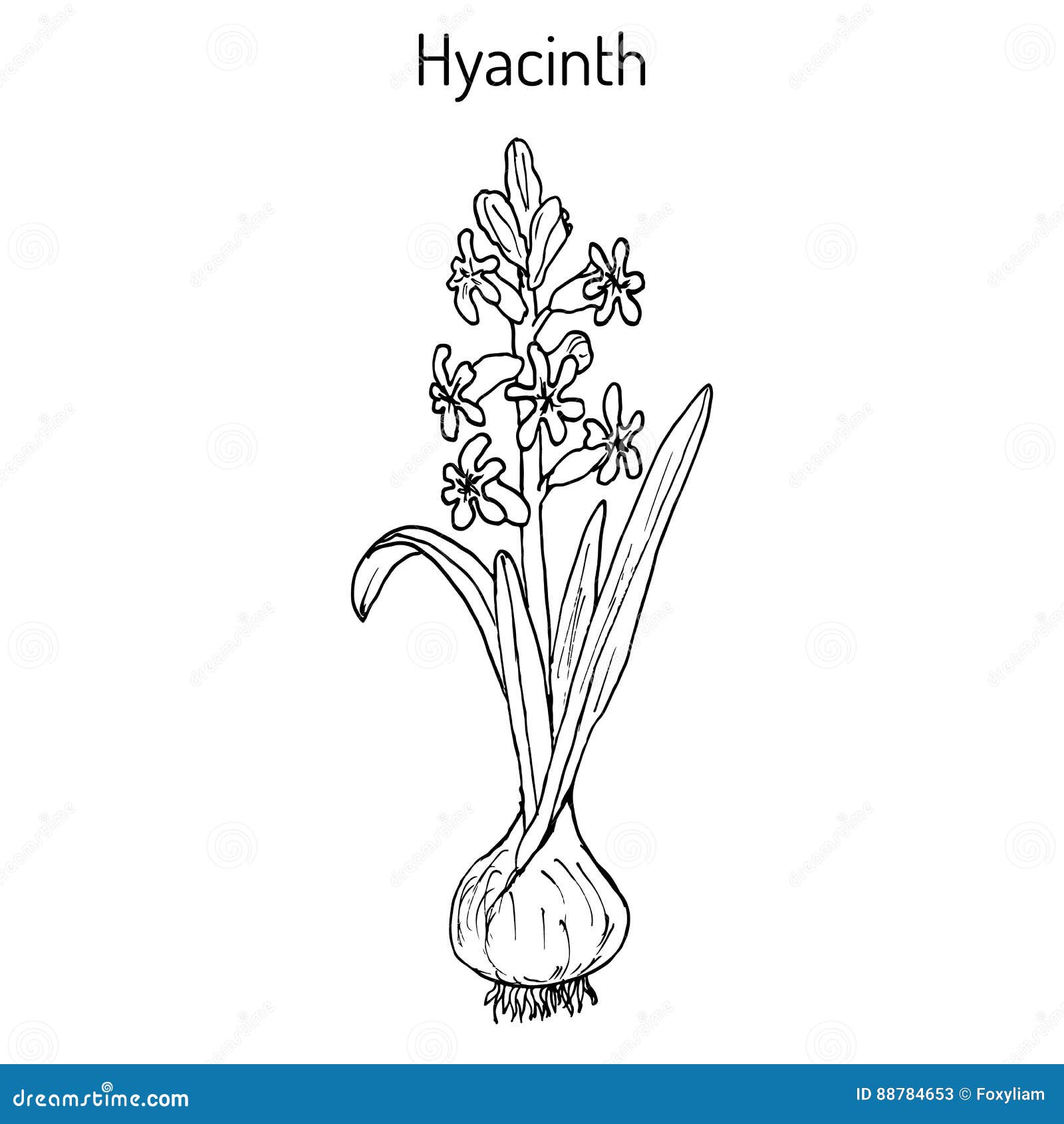 hyacinth hyacinthus-orientalis, blühende pflanze vektor abbildung