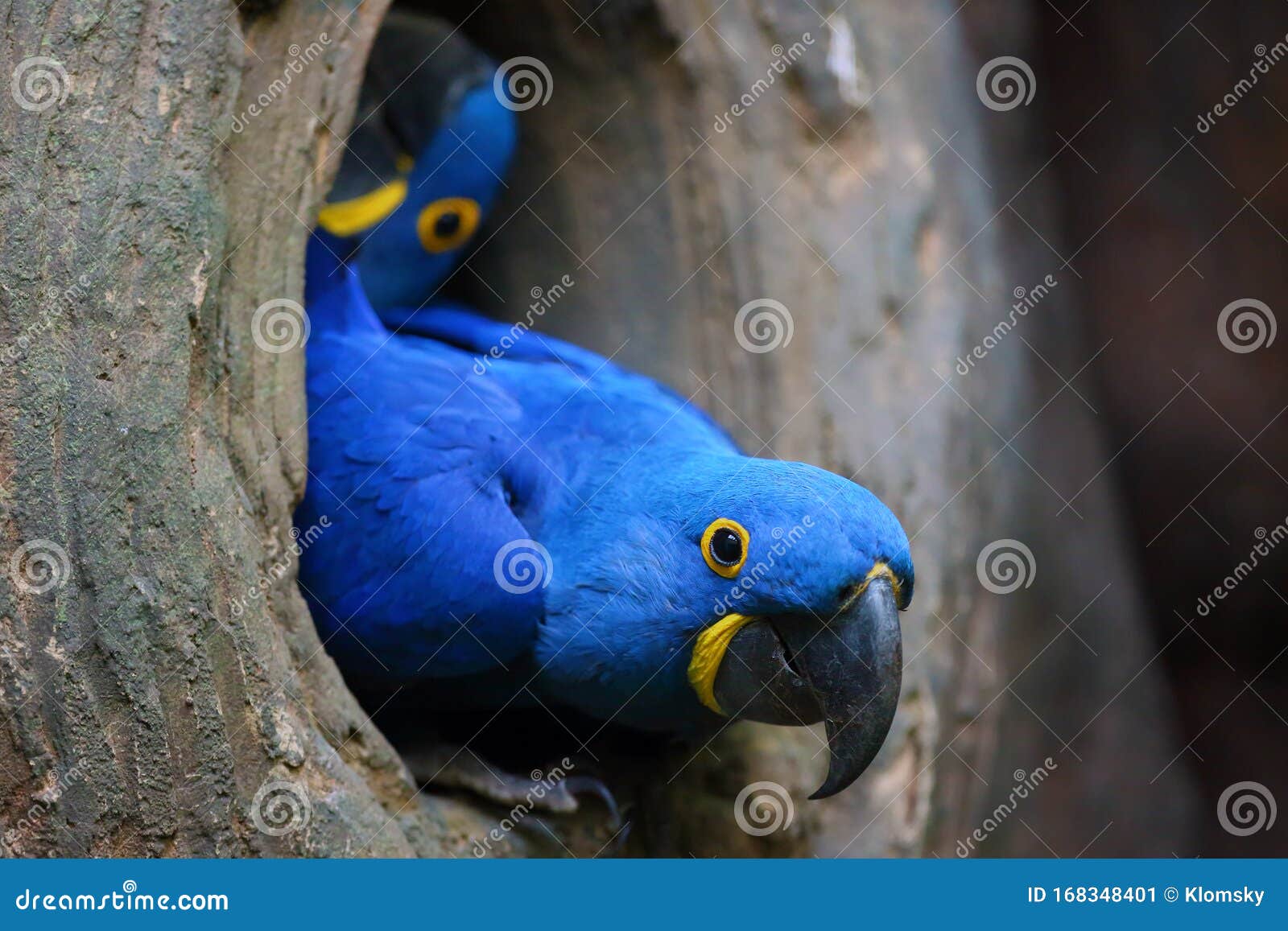 ozon locker tornado The Hyacinth Macaw Anodorhynchus Hyacinthinus or Hyacinthine Macaw Peeks  Out of Its Nesting Cavity. Big Blue Macaw, Portrait at Stock Image - Image  of avian, beak: 168348401