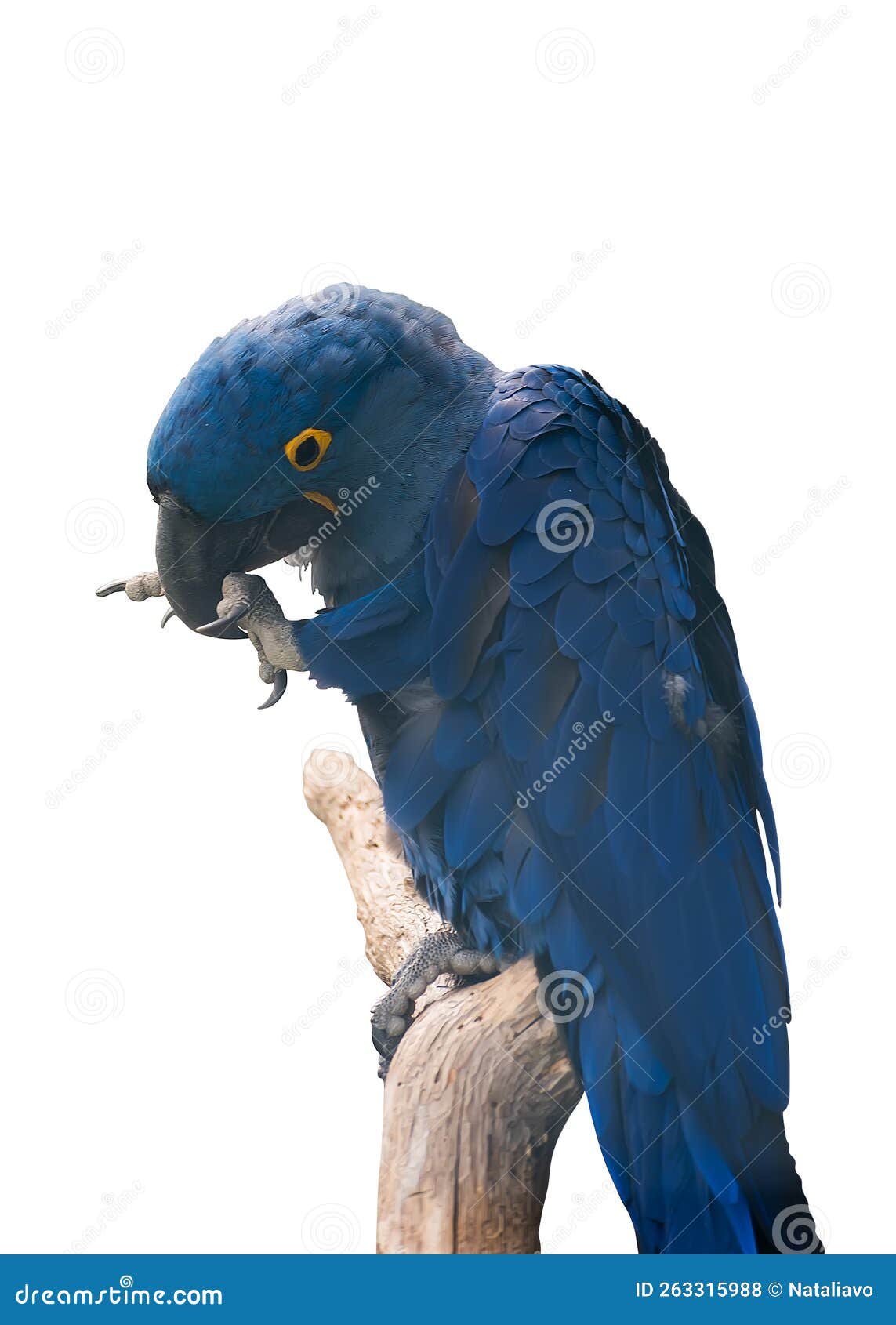 Hyacinth Macaw, the Largest Macaw and the Largest Flying Parrot