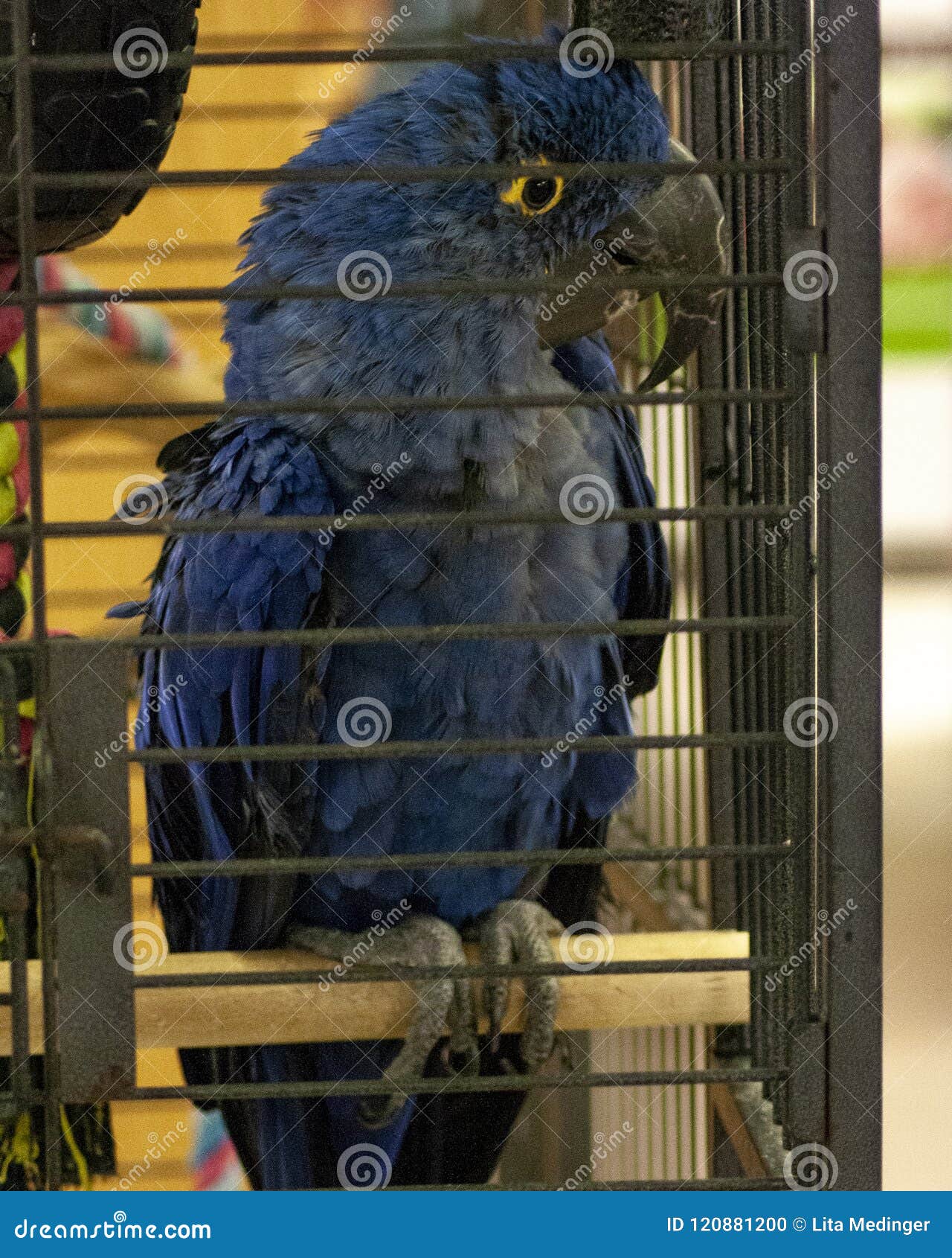 Hyacinth Macaw Parrot Sitting On Perch Stock Photo - Image 
