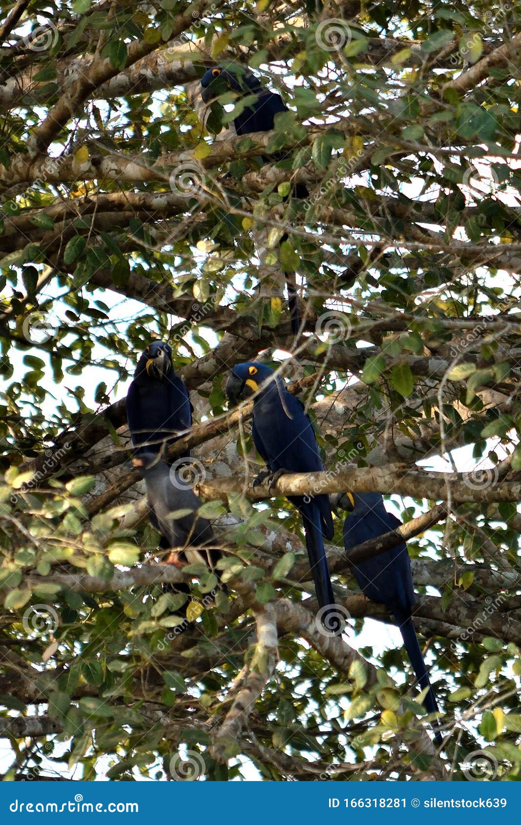 hyacinth macaw on rio cuiaba, pantanal, brazil