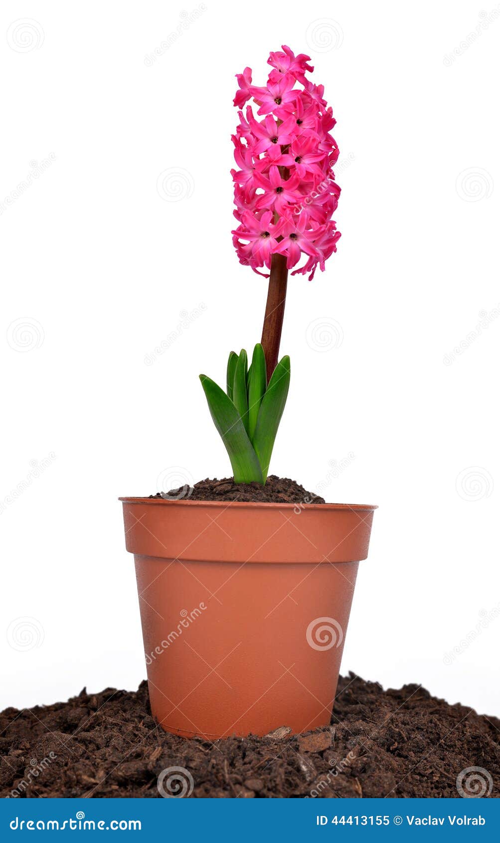 Hyacinth in pot stock image. Image of greeting, natural 44413155