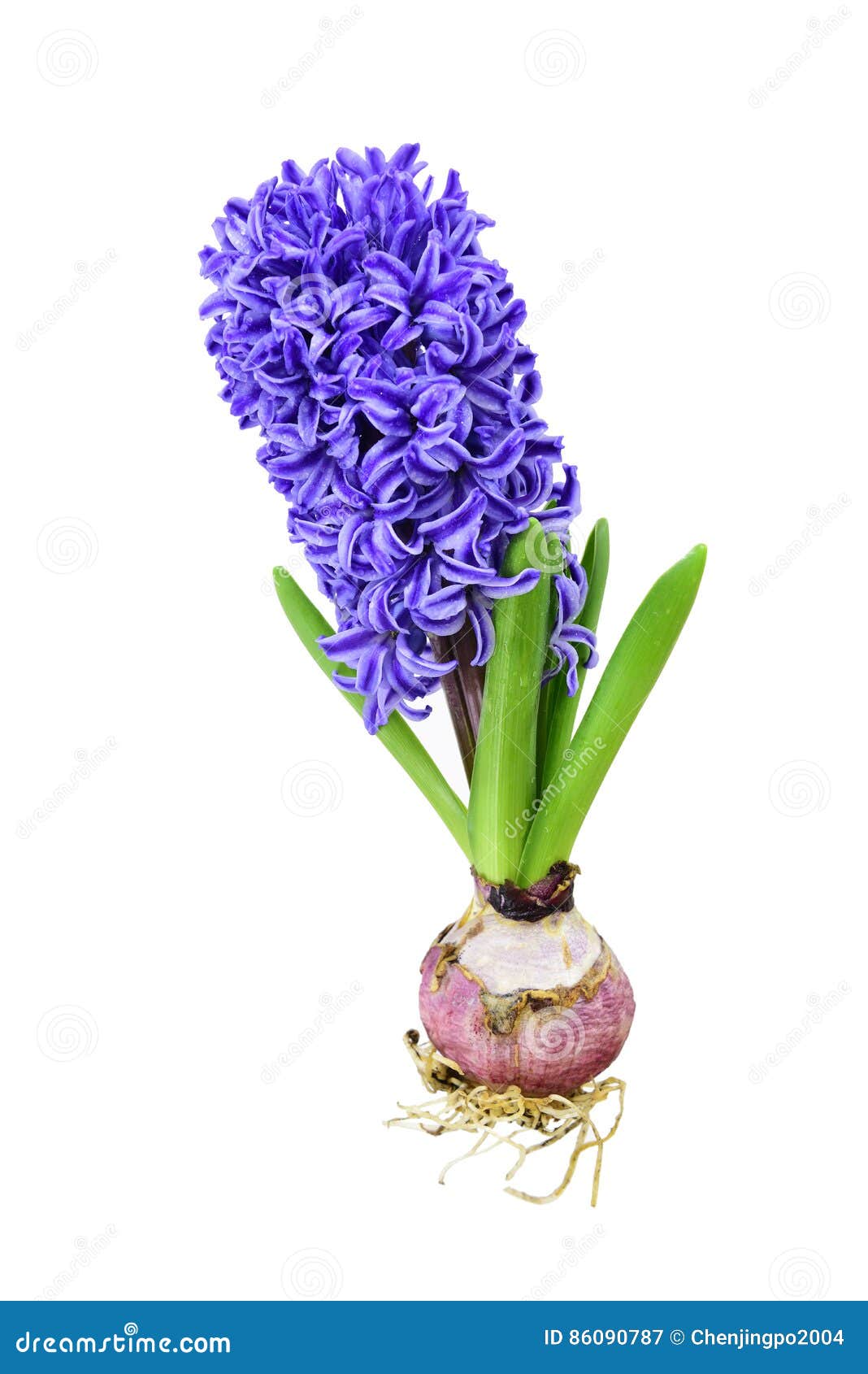 Hyacinth stock image. Image of flower, flowers, close 86090787