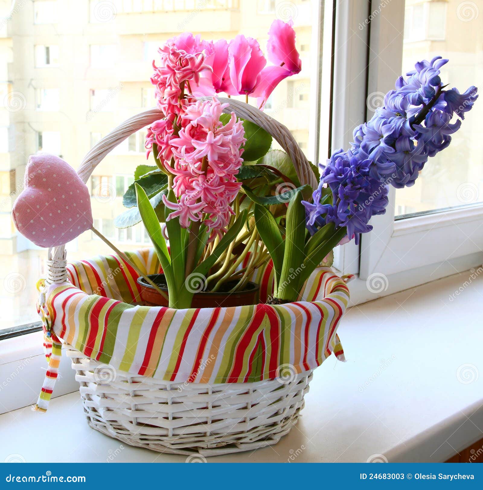 A Hyacinth is in a Small Basket Stock Image Image of brightness, dark 24683003